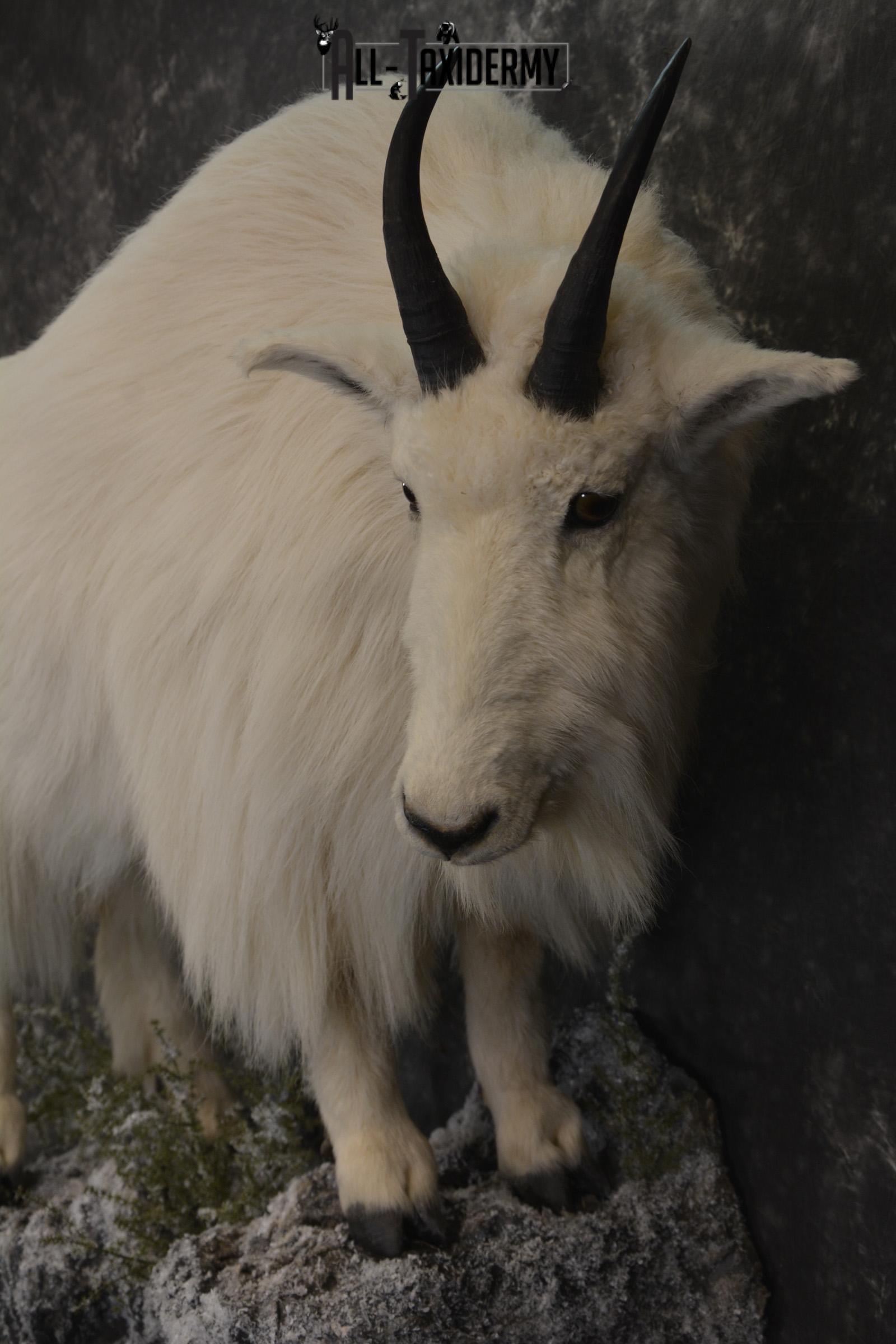 Full body mountain goat taxidermy mount for sale * SKU 2087 - Image 3