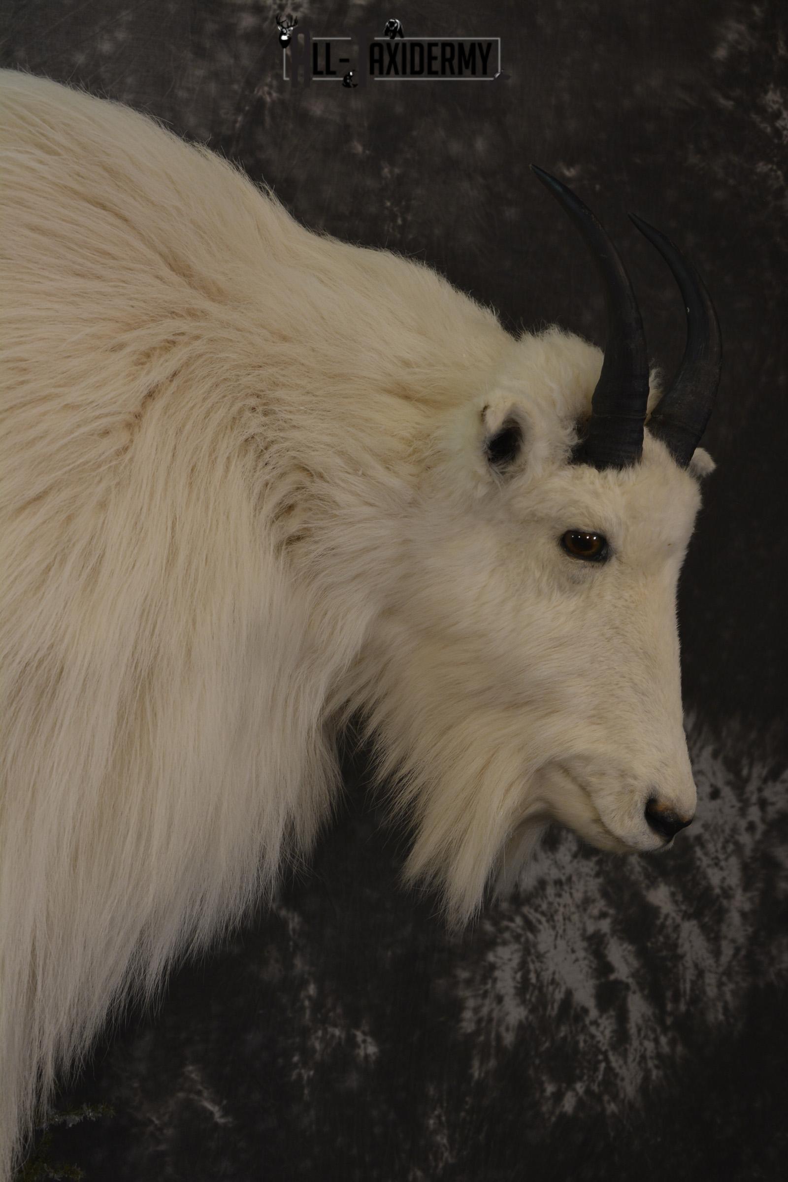 Full body mountain goat taxidermy mount for sale * SKU 2087 - Image 2