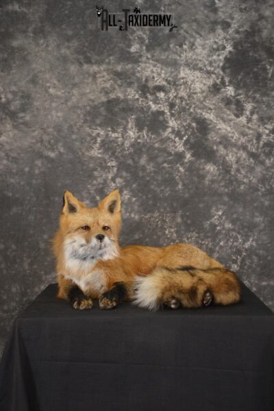 Red Fox laying down taxidermy mount for sale SKU 2092