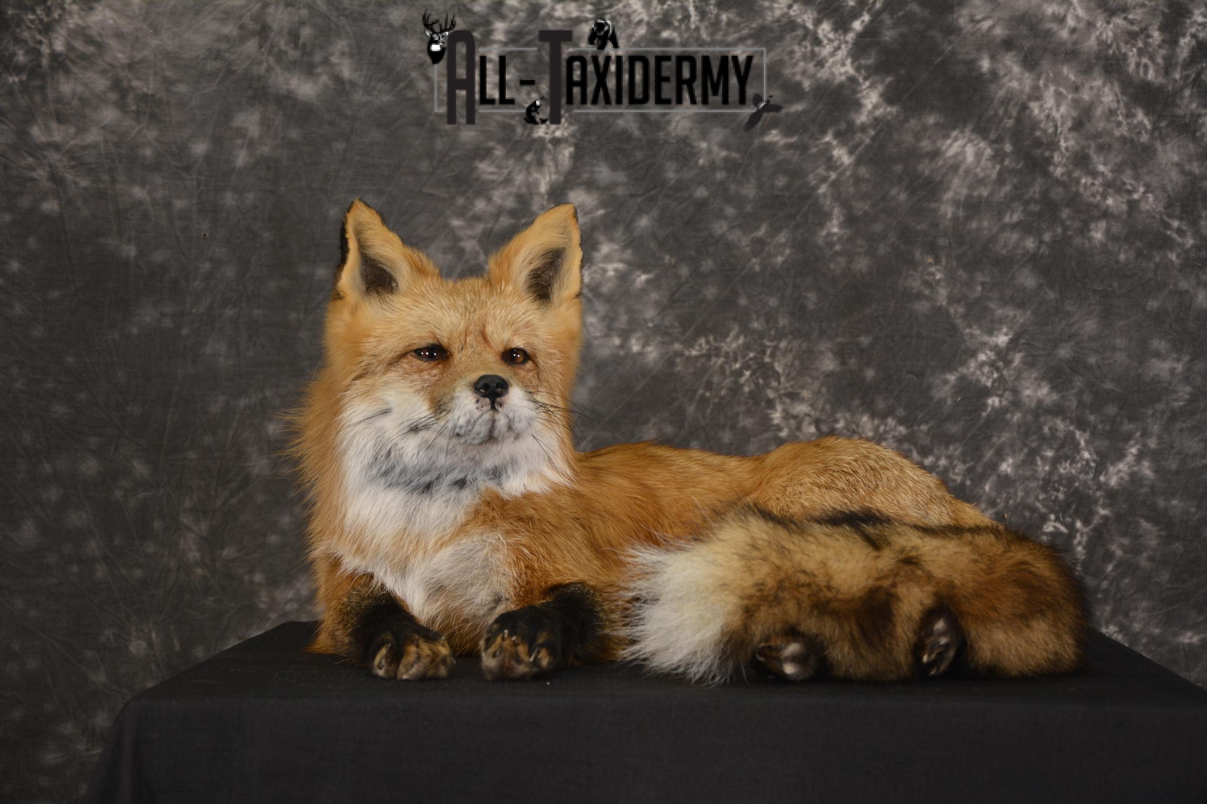 Red Fox laying down taxidermy mount for sale SKU 2092 - Image 9