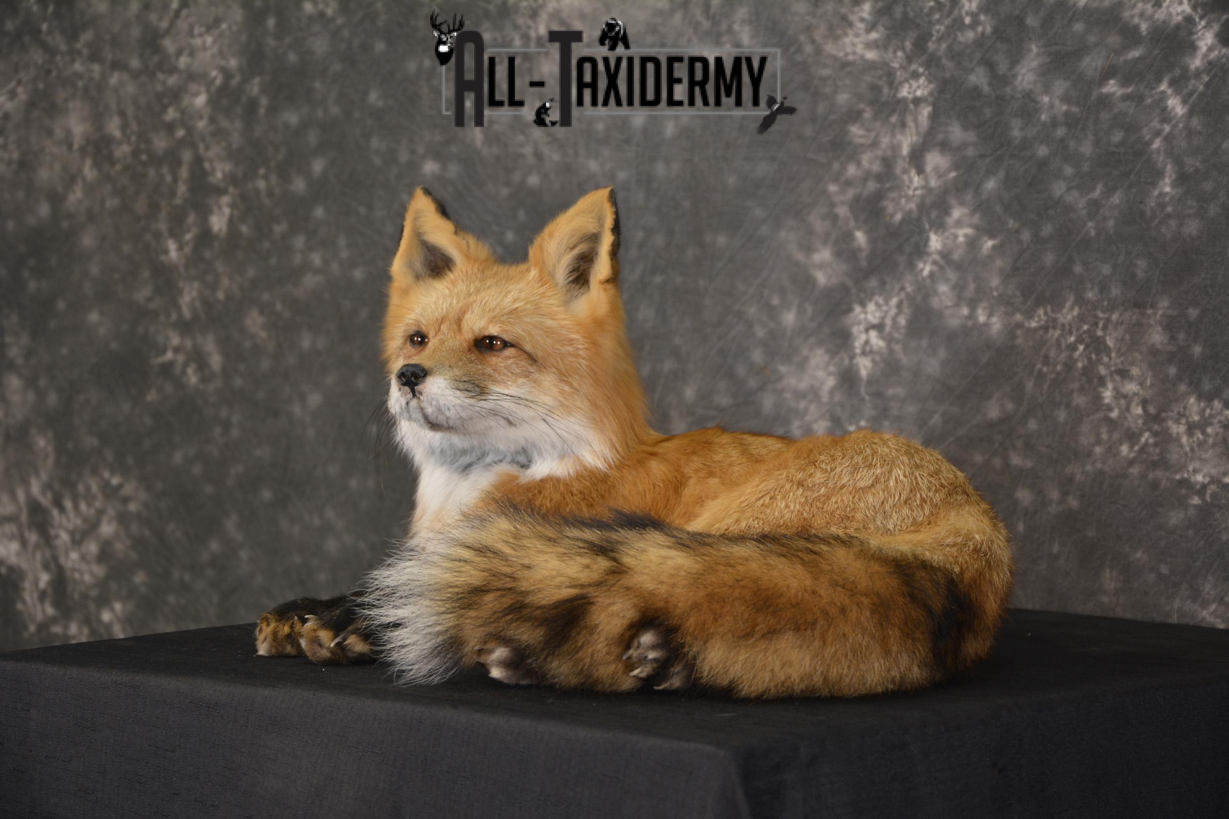Red Fox laying down taxidermy mount for sale SKU 2092 - Image 8