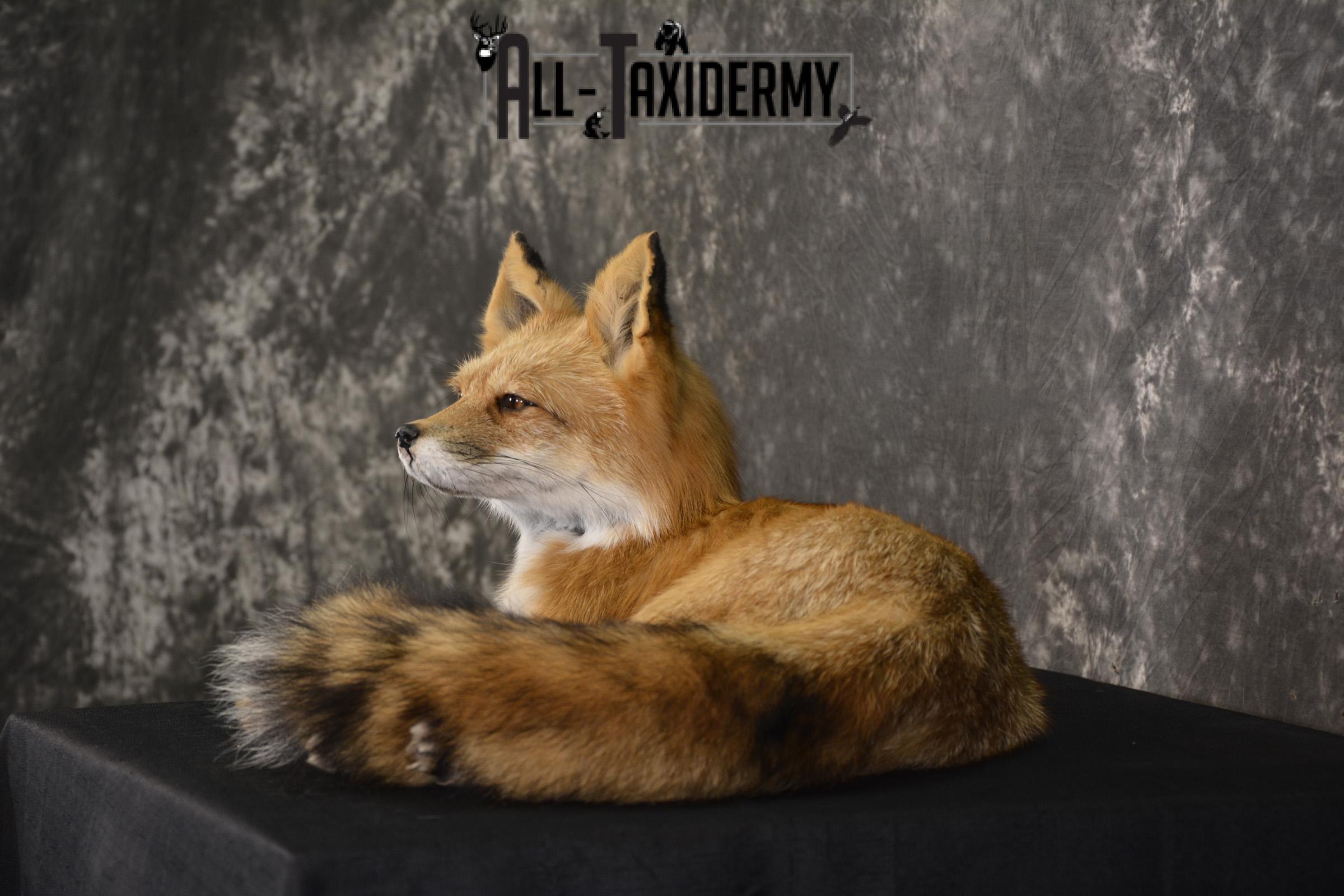 Red Fox laying down taxidermy mount for sale SKU 2092 - Image 7