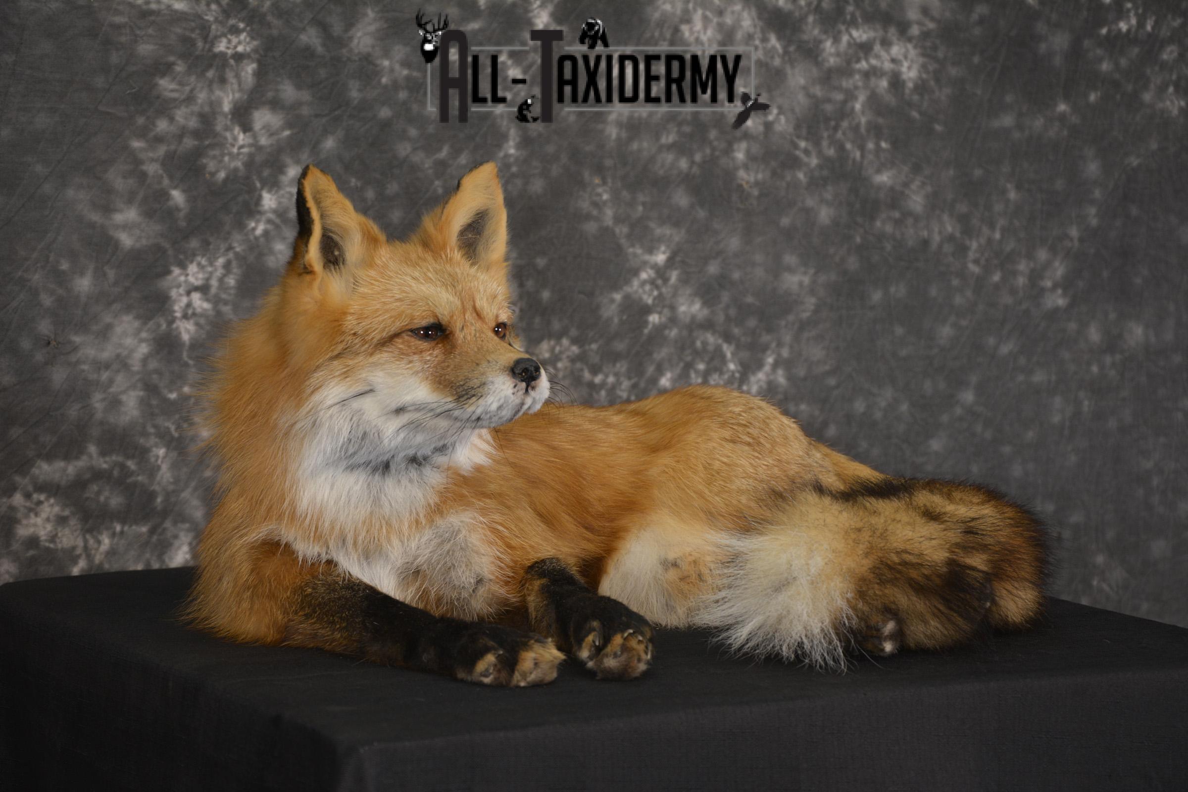 Red Fox laying down taxidermy mount for sale SKU 2092 - Image 6