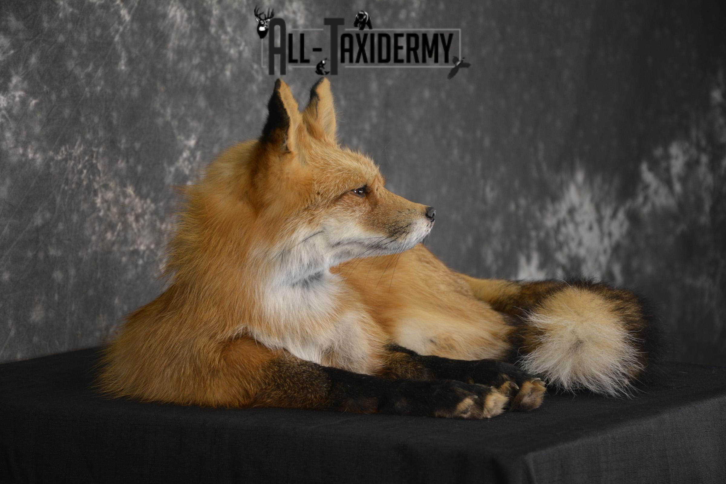 Red Fox laying down taxidermy mount for sale SKU 2092 - Image 5