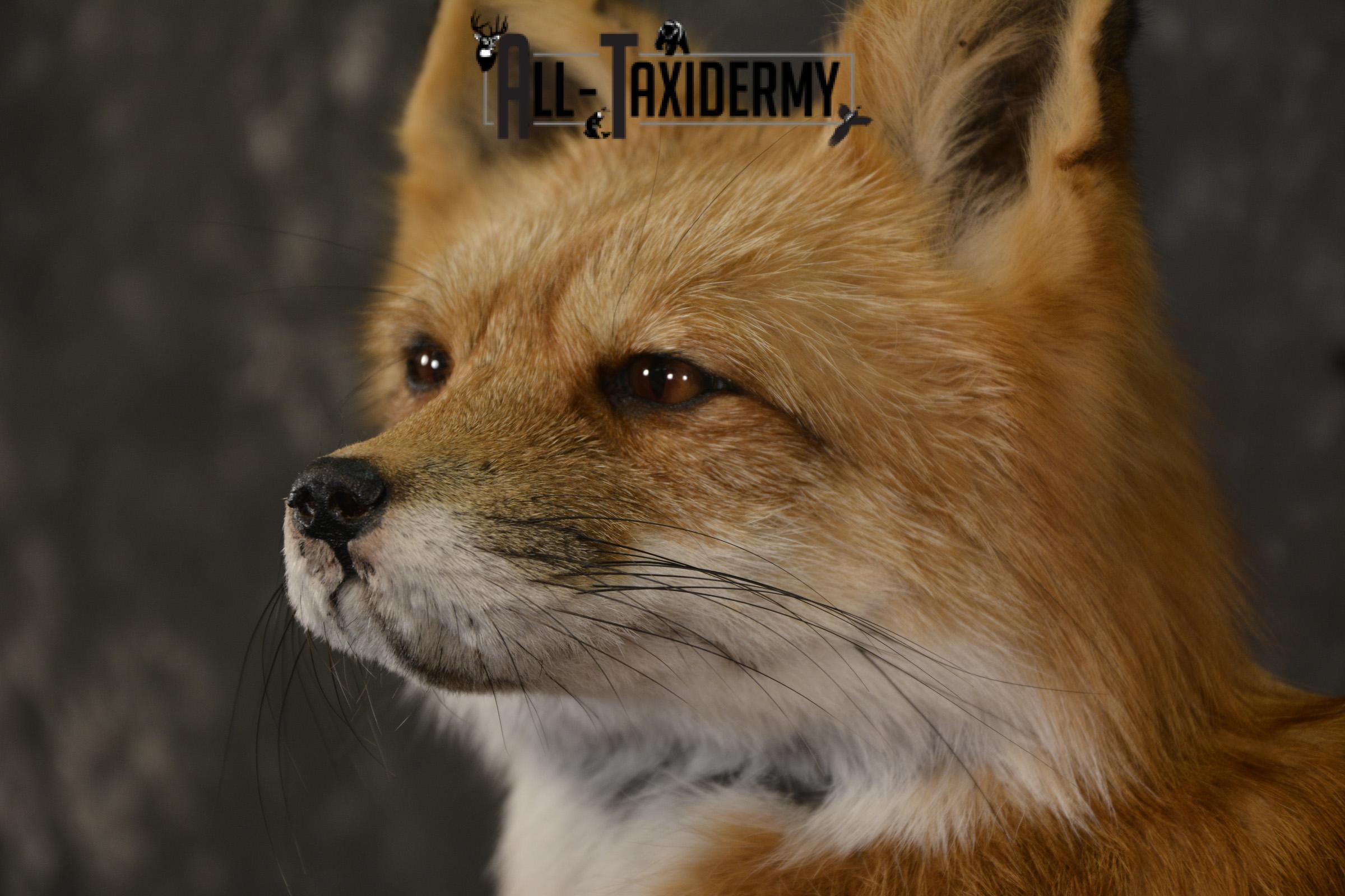 Red Fox laying down taxidermy mount for sale SKU 2092 - Image 3