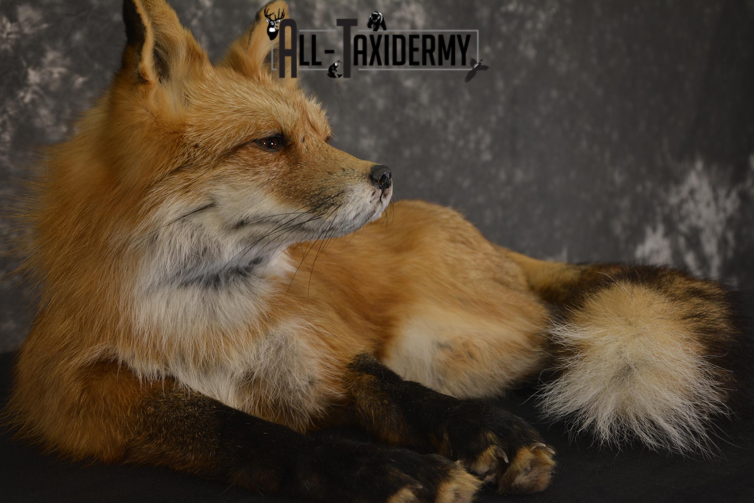 Red Fox laying down taxidermy mount for sale SKU 2092 - Image 2