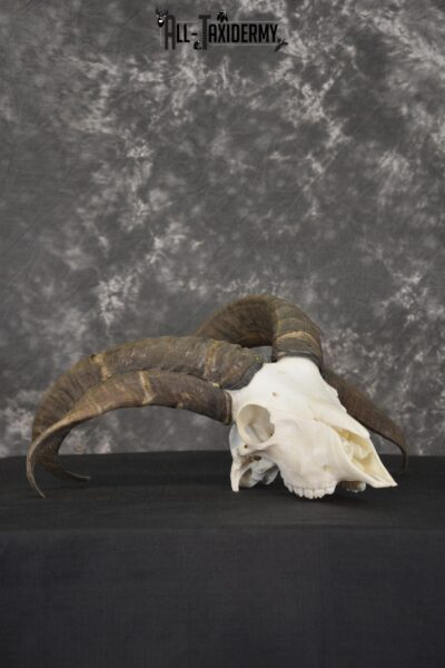 Jacobs 4 horn sheep skull taxidermy for sale SKU 2101