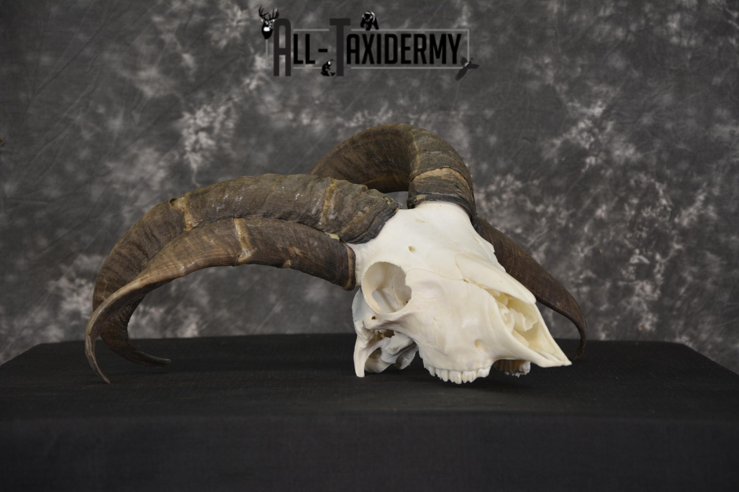 Jacobs 4 horn sheep skull taxidermy for sale SKU 2101 - Image 6