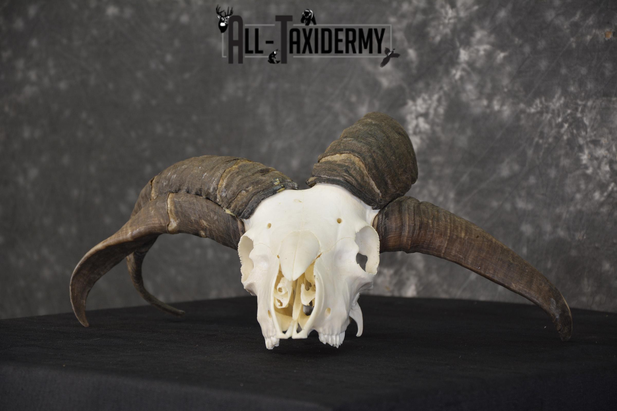 Jacobs 4 horn sheep skull taxidermy for sale SKU 2101 - Image 5