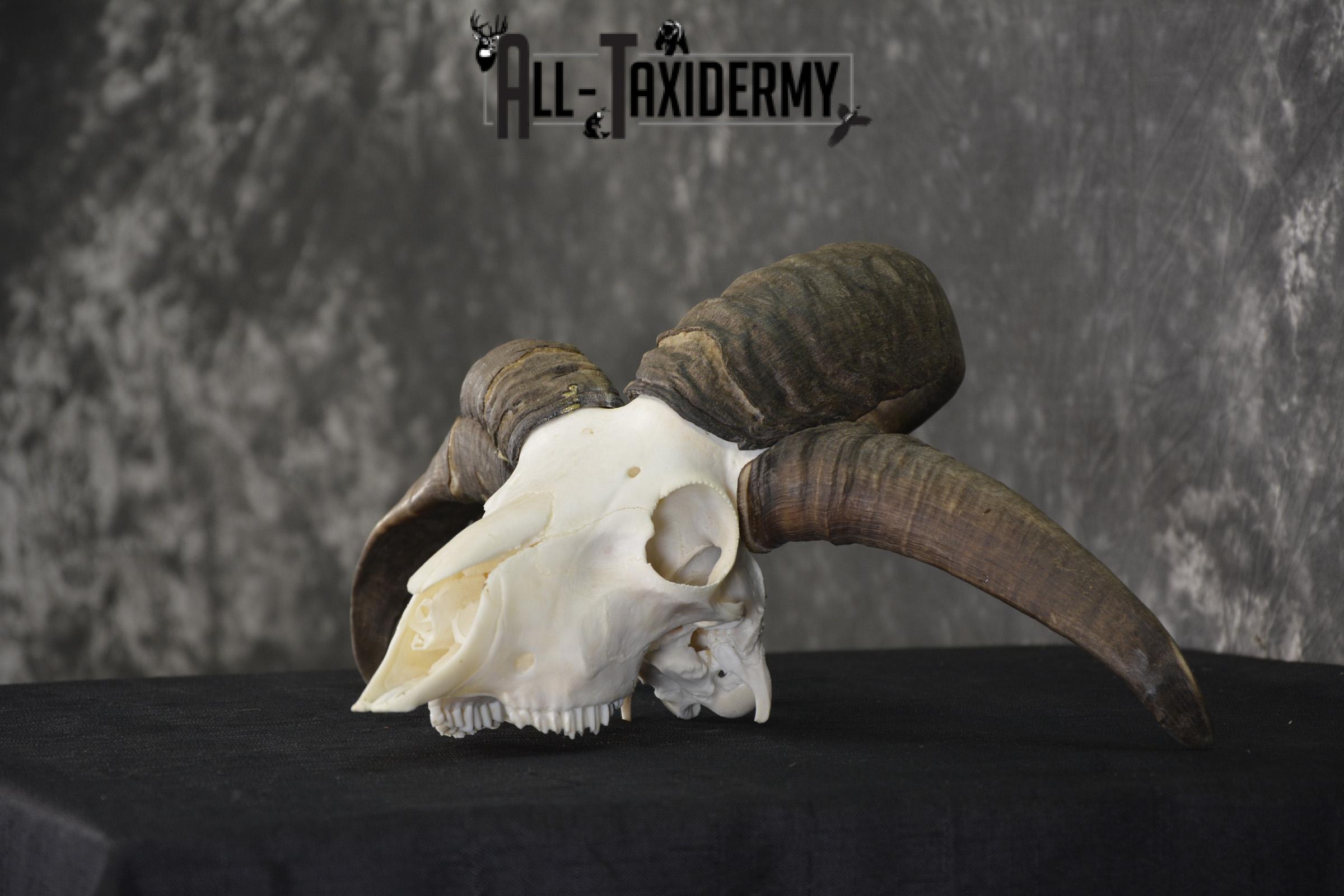 Jacobs 4 horn sheep skull taxidermy for sale SKU 2101 - Image 4