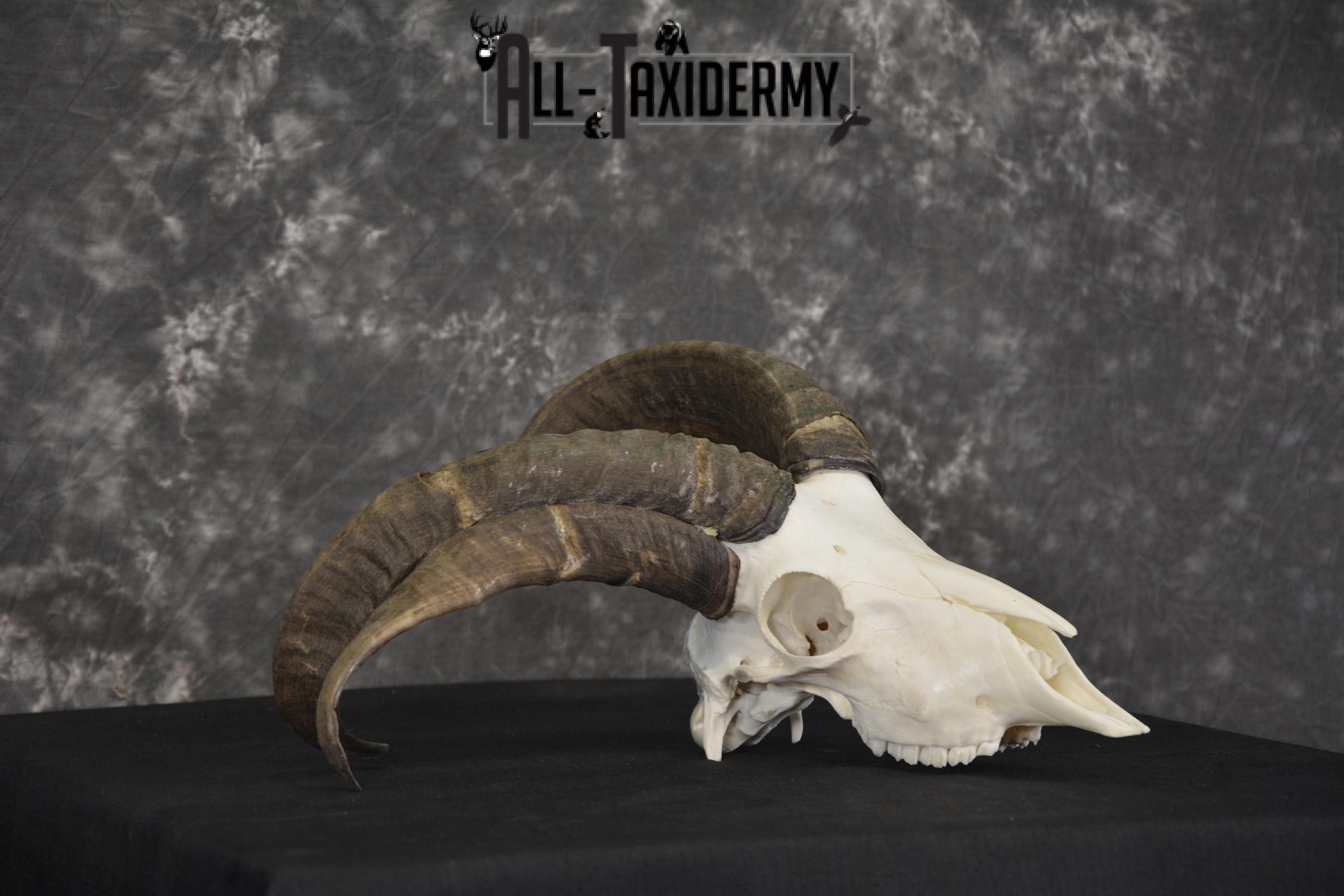 Jacobs 4 horn sheep skull taxidermy for sale SKU 2101 - Image 3