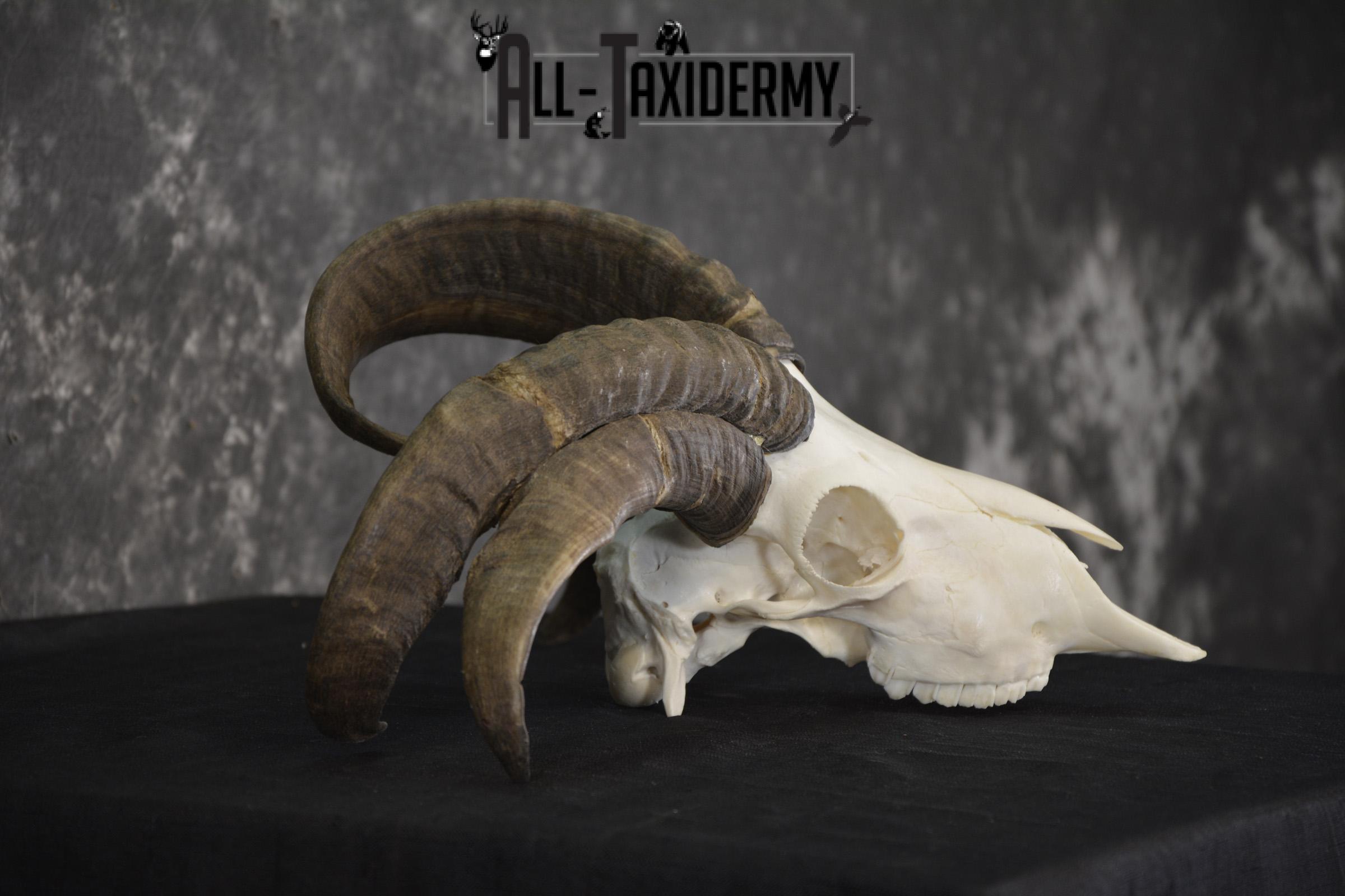 Jacobs 4 horn sheep skull taxidermy for sale SKU 2101 - Image 2