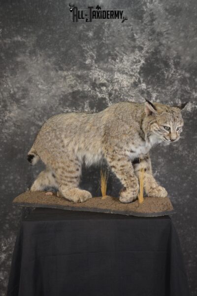 Western bobcat taxidermy mount for sale SKU 2113