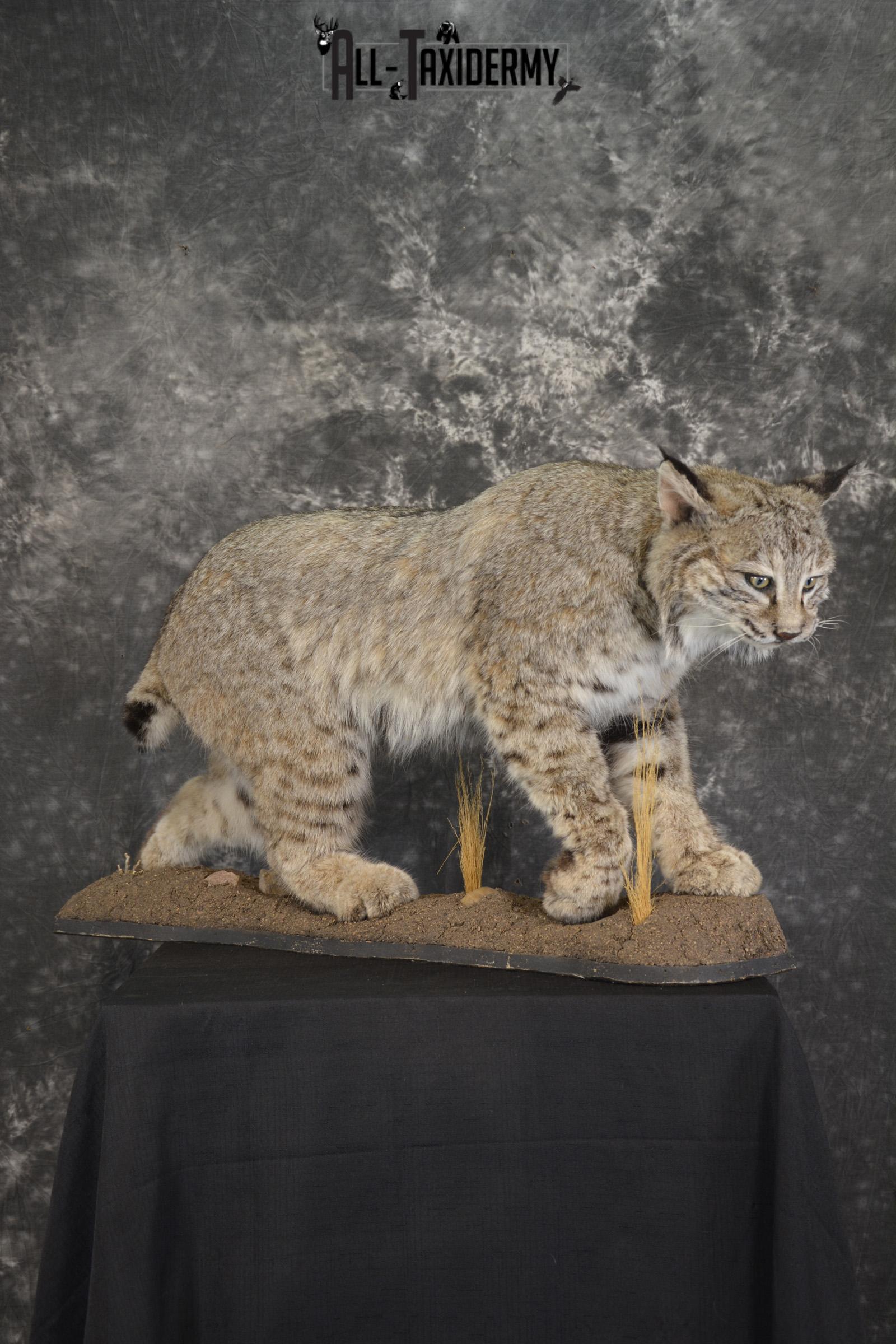 Western bobcat taxidermy mount for sale SKU 2113