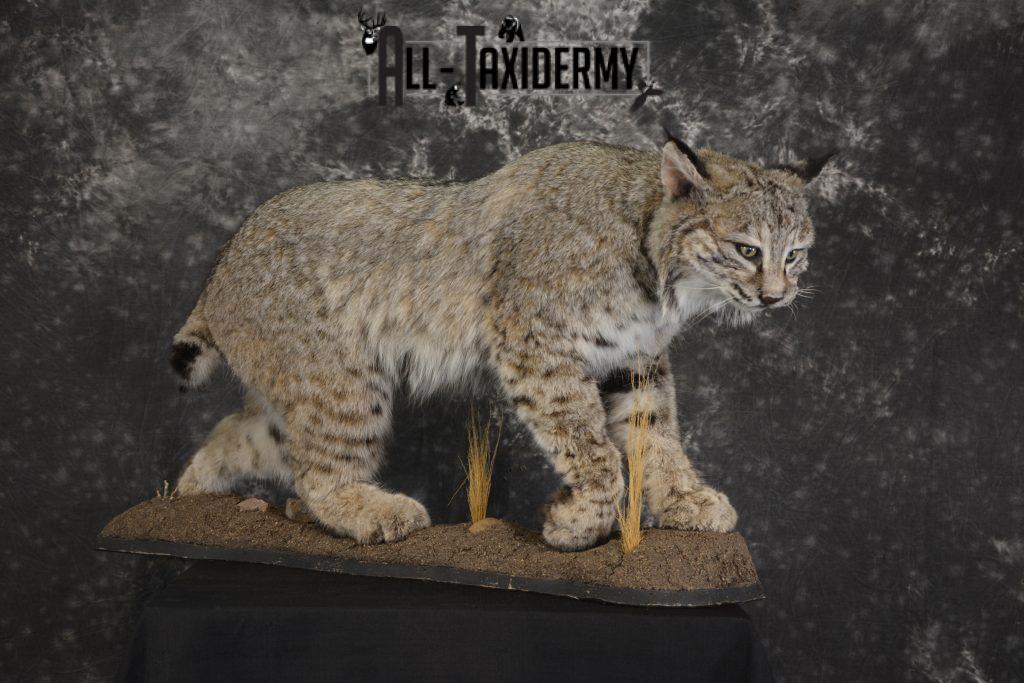 Bobcat Taxidermy