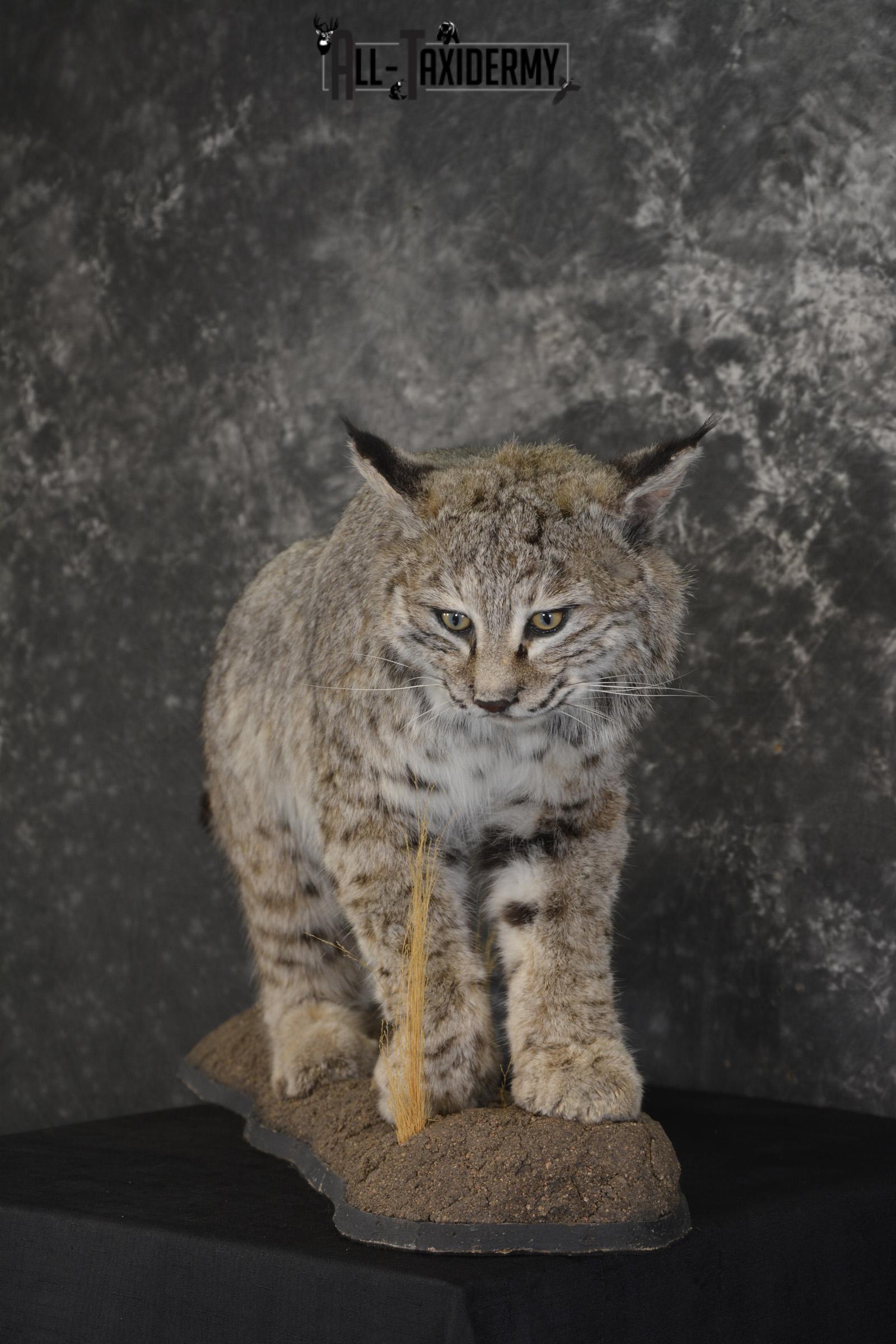Western bobcat taxidermy mount for sale SKU 2113 - Image 9