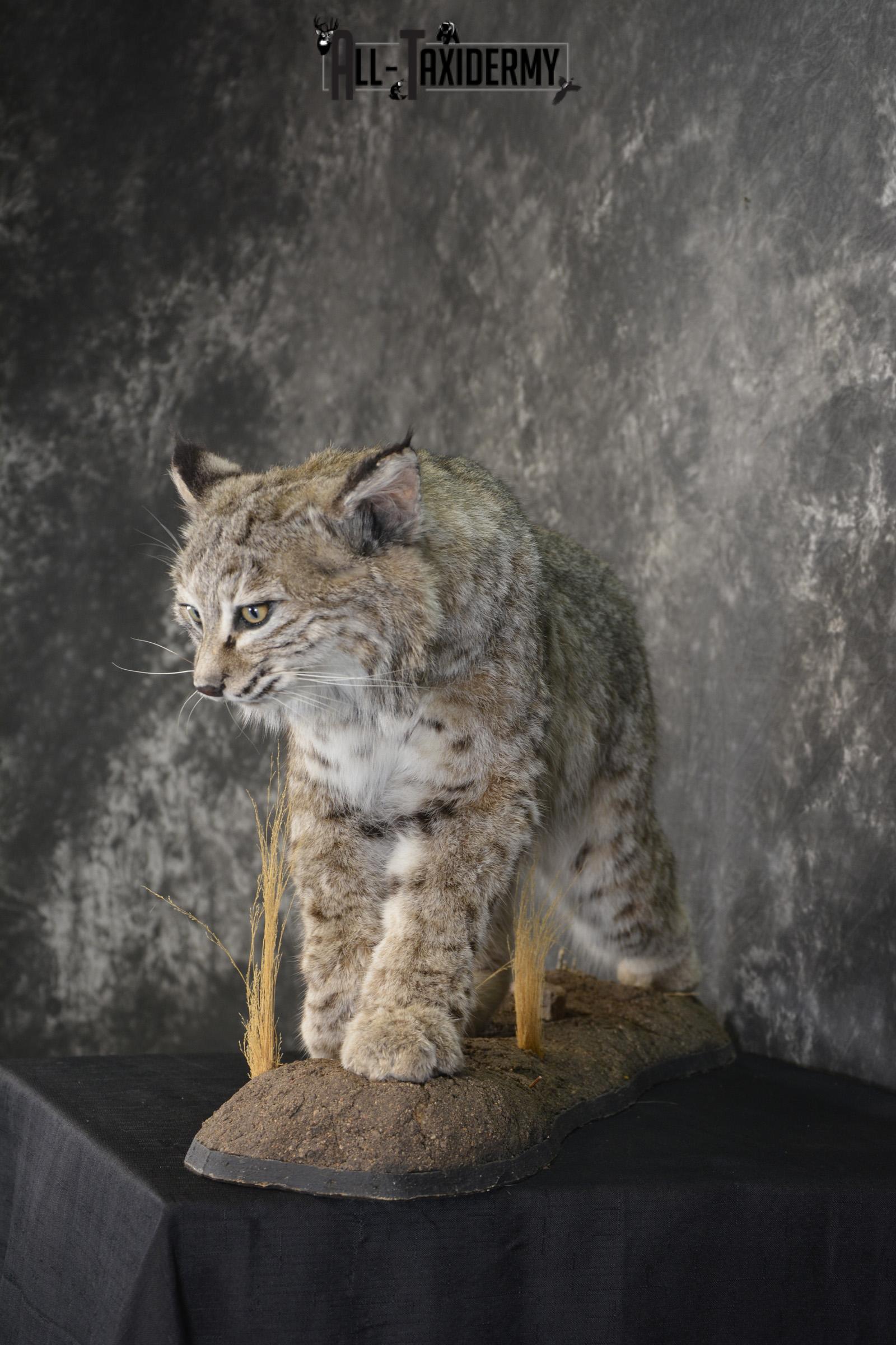 Western bobcat taxidermy mount for sale SKU 2113 - Image 8