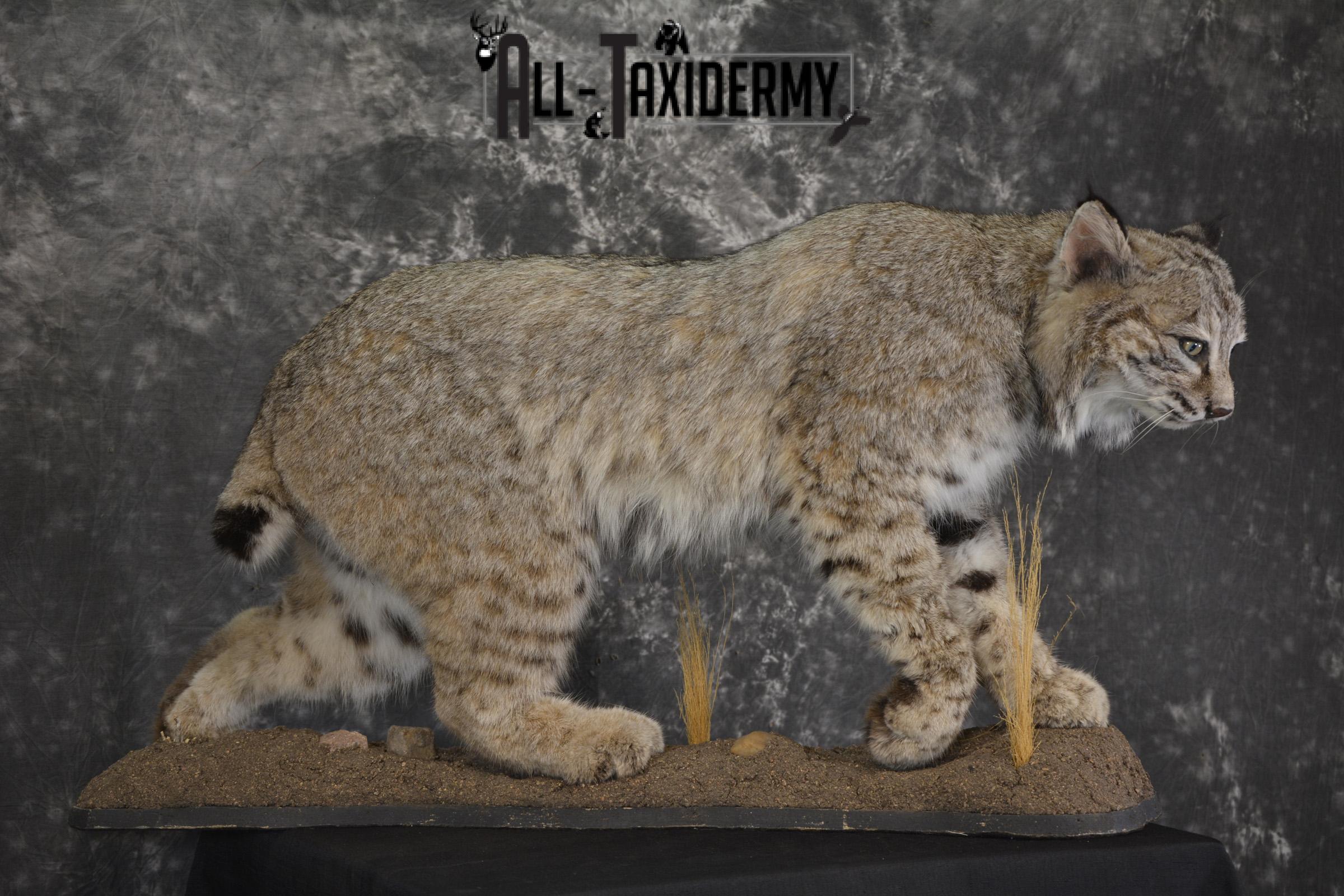 Western bobcat taxidermy mount for sale SKU 2113 - Image 7