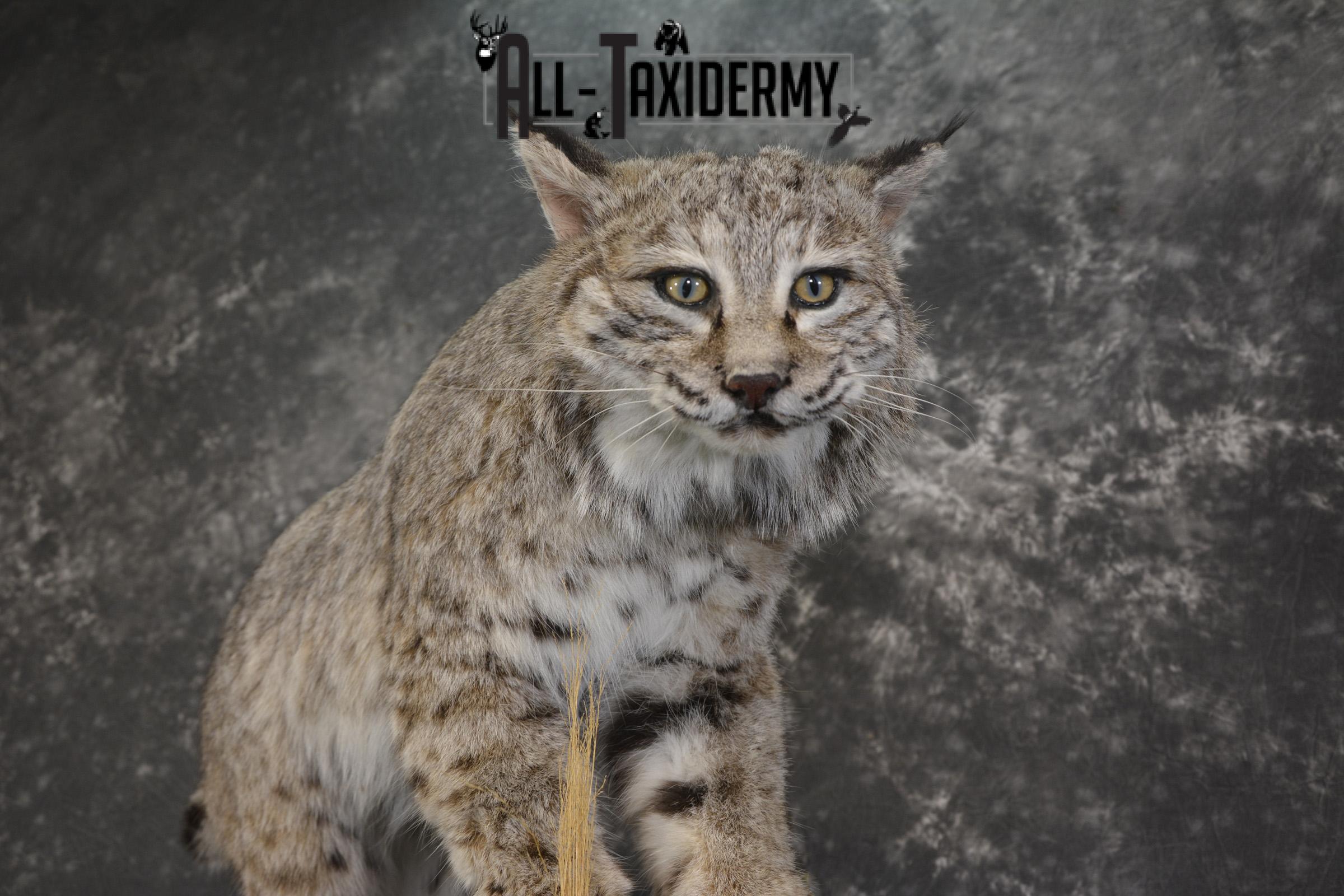 Western bobcat taxidermy mount for sale SKU 2113 - Image 5