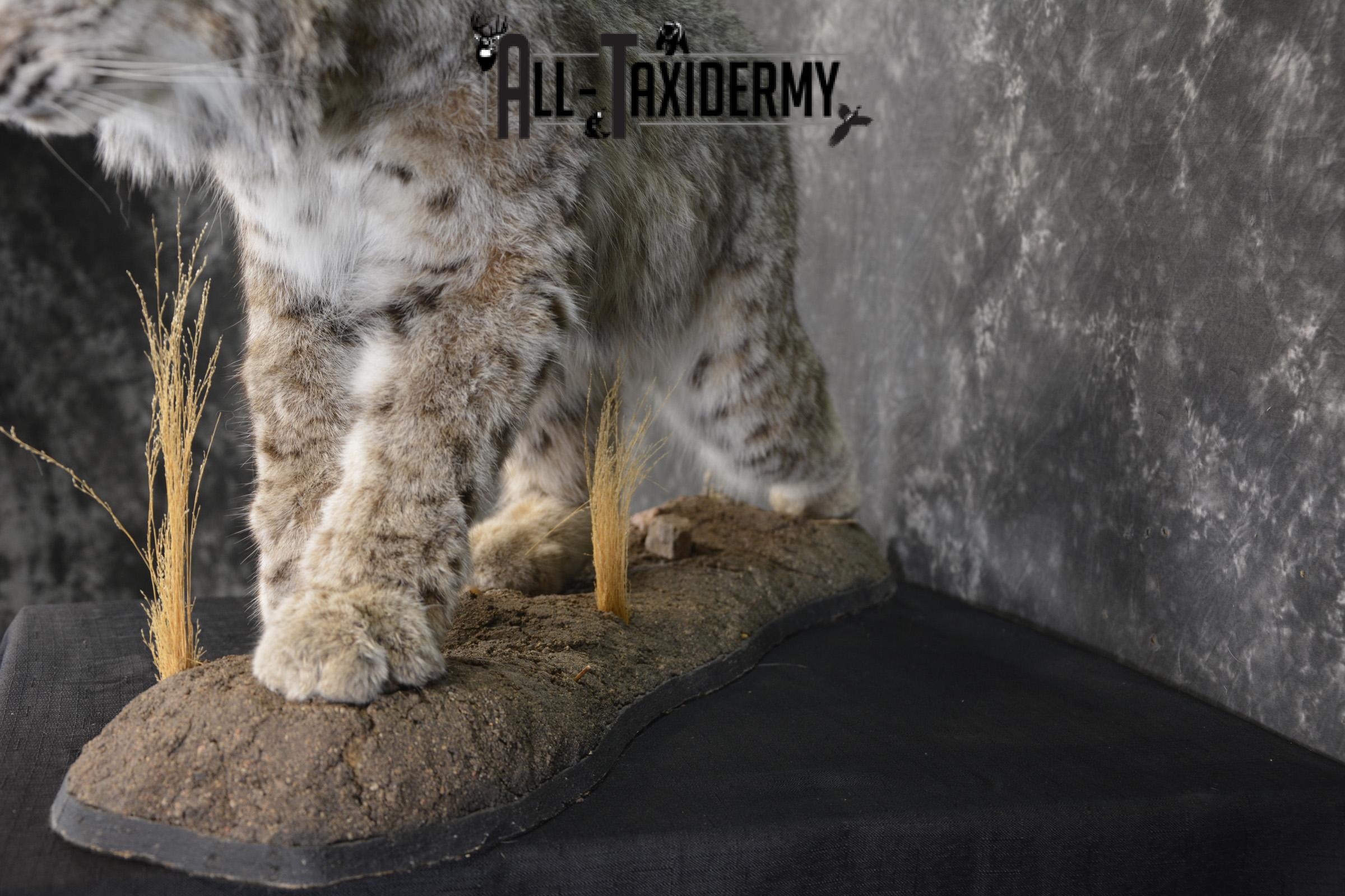 Western bobcat taxidermy mount for sale SKU 2113 - Image 3