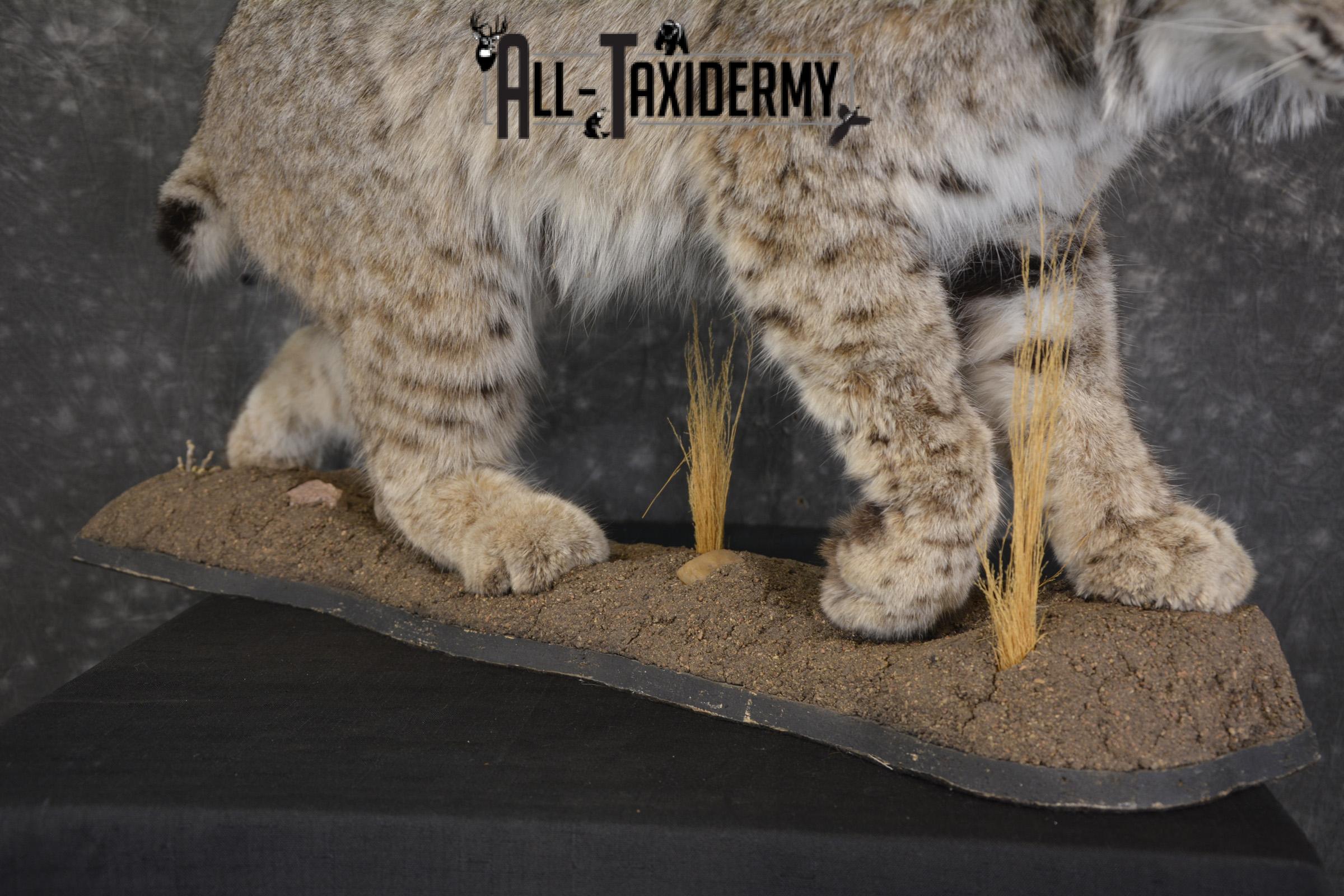 Western bobcat taxidermy mount for sale SKU 2113 - Image 2