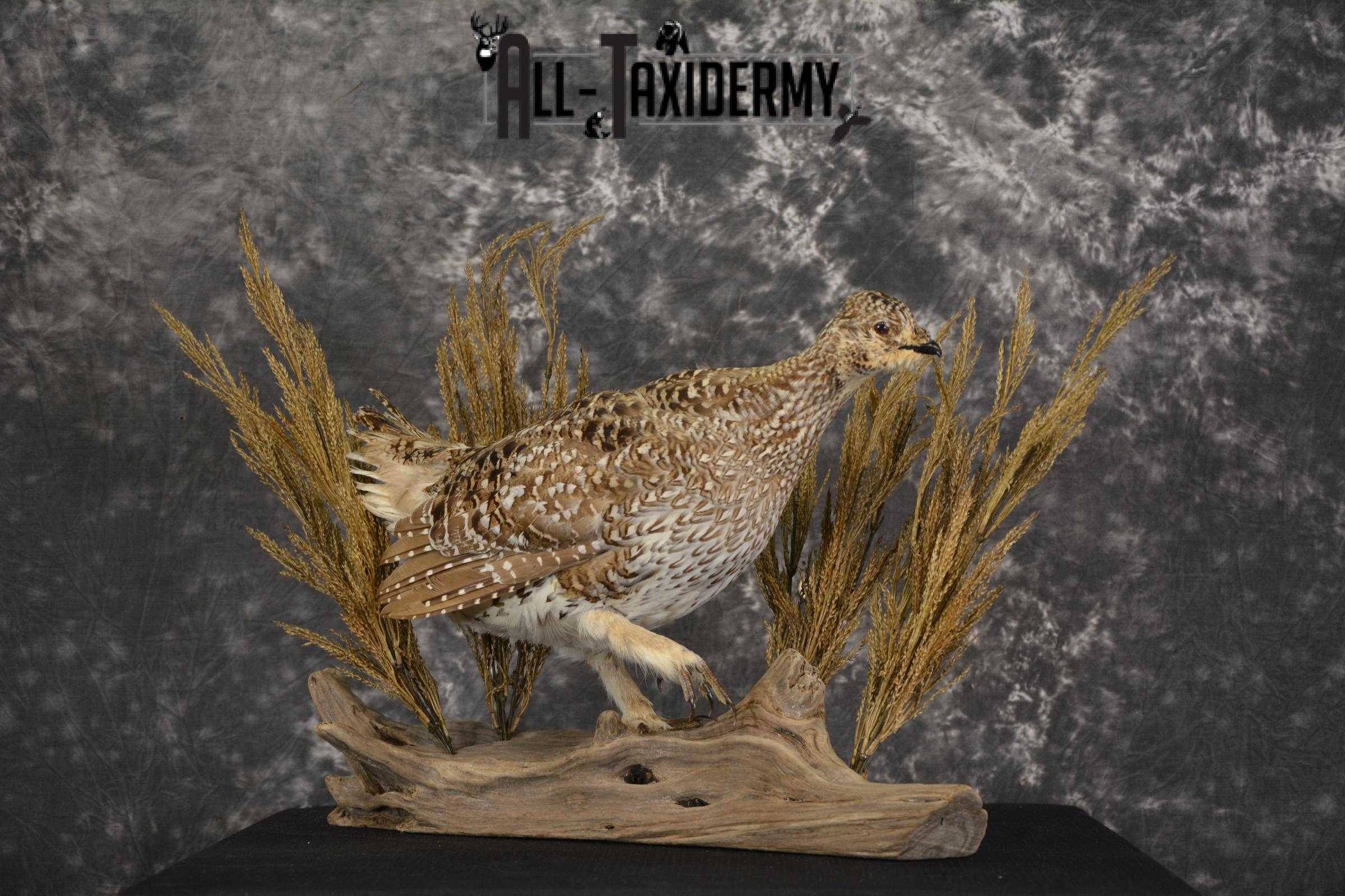 Sharp tailed grouse taxidermy mount for sale SKU 2112.1 - Image 8