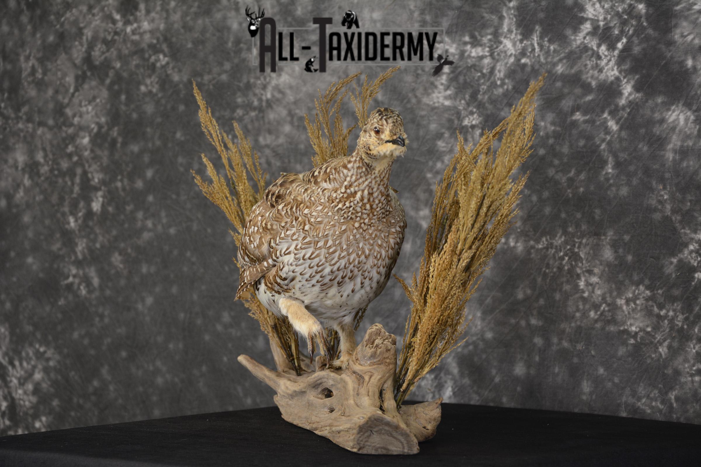 Sharp tailed grouse taxidermy mount for sale SKU 2112.1 - Image 7