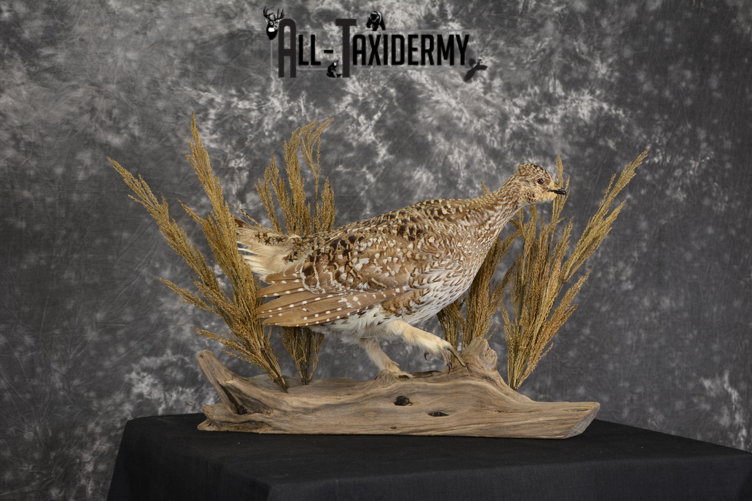 Sharp tailed grouse taxidermy mount for sale SKU 2112.1 - Image 6