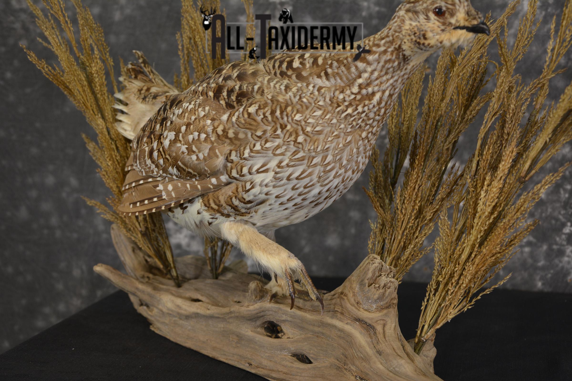 Sharp tailed grouse taxidermy mount for sale SKU 2112.1 - Image 4