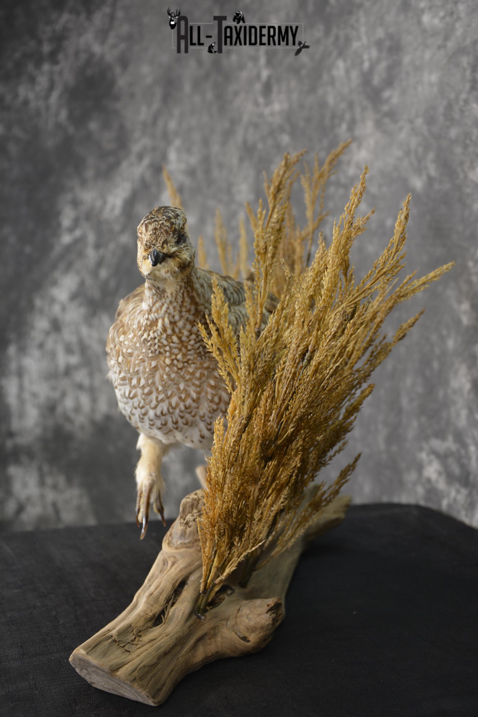 Sharp tailed grouse taxidermy mount for sale SKU 2112.1 - Image 3