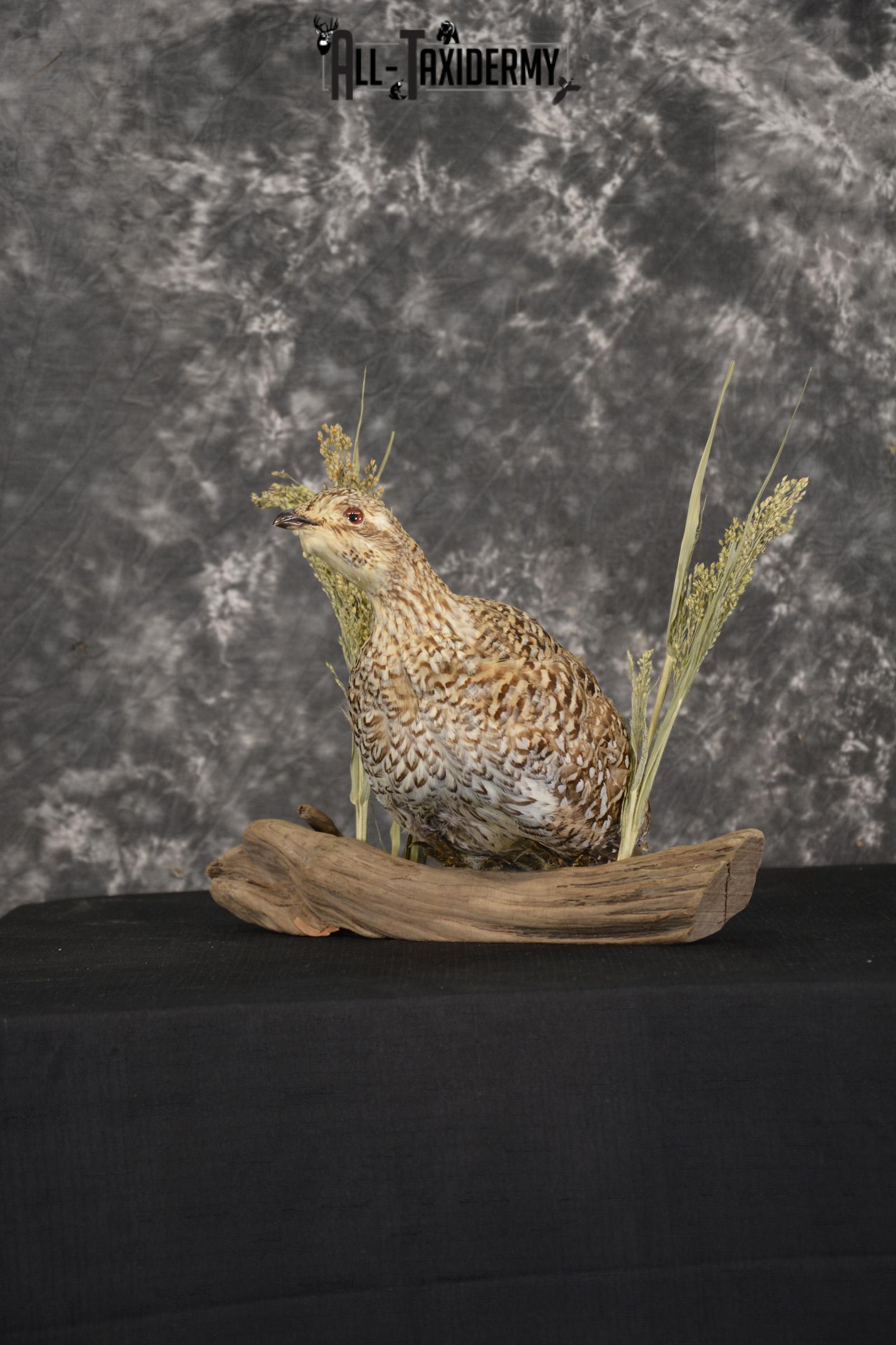 Sharp tailed grouse taxidermy mount for sale SKU 2112.2