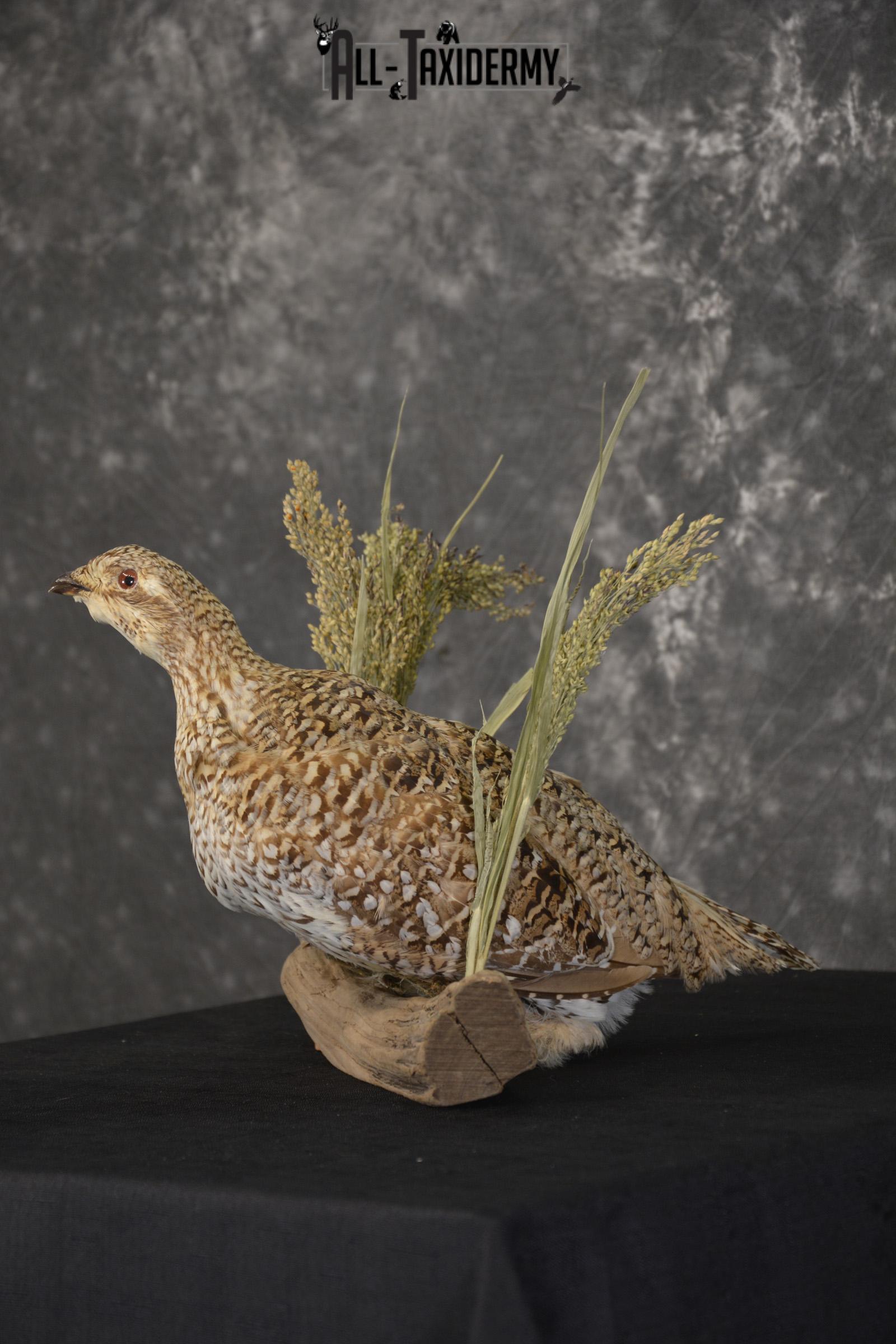 Sharp tailed grouse taxidermy mount for sale SKU 2112.2 - Image 7