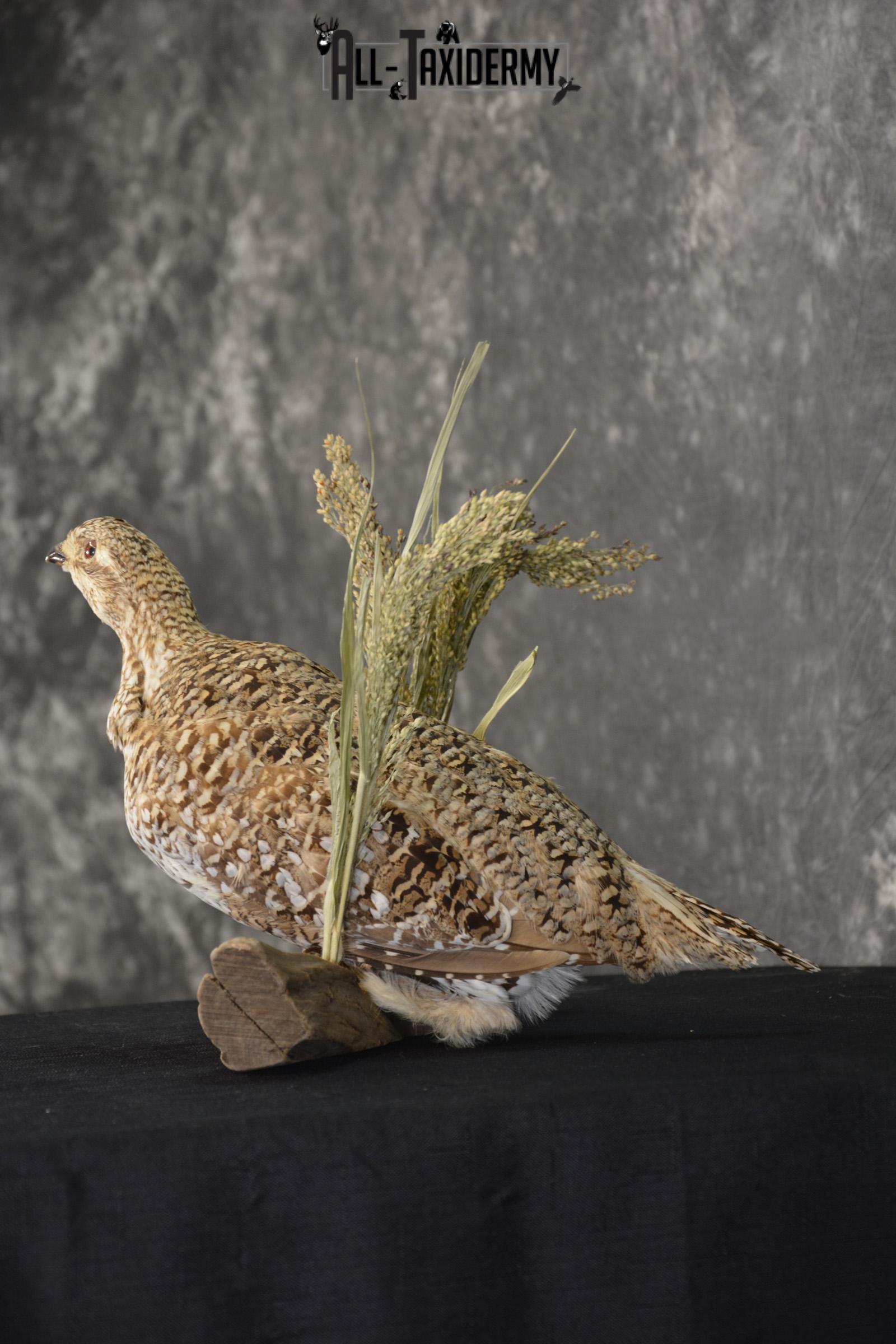 Sharp tailed grouse taxidermy mount for sale SKU 2112.2 - Image 6