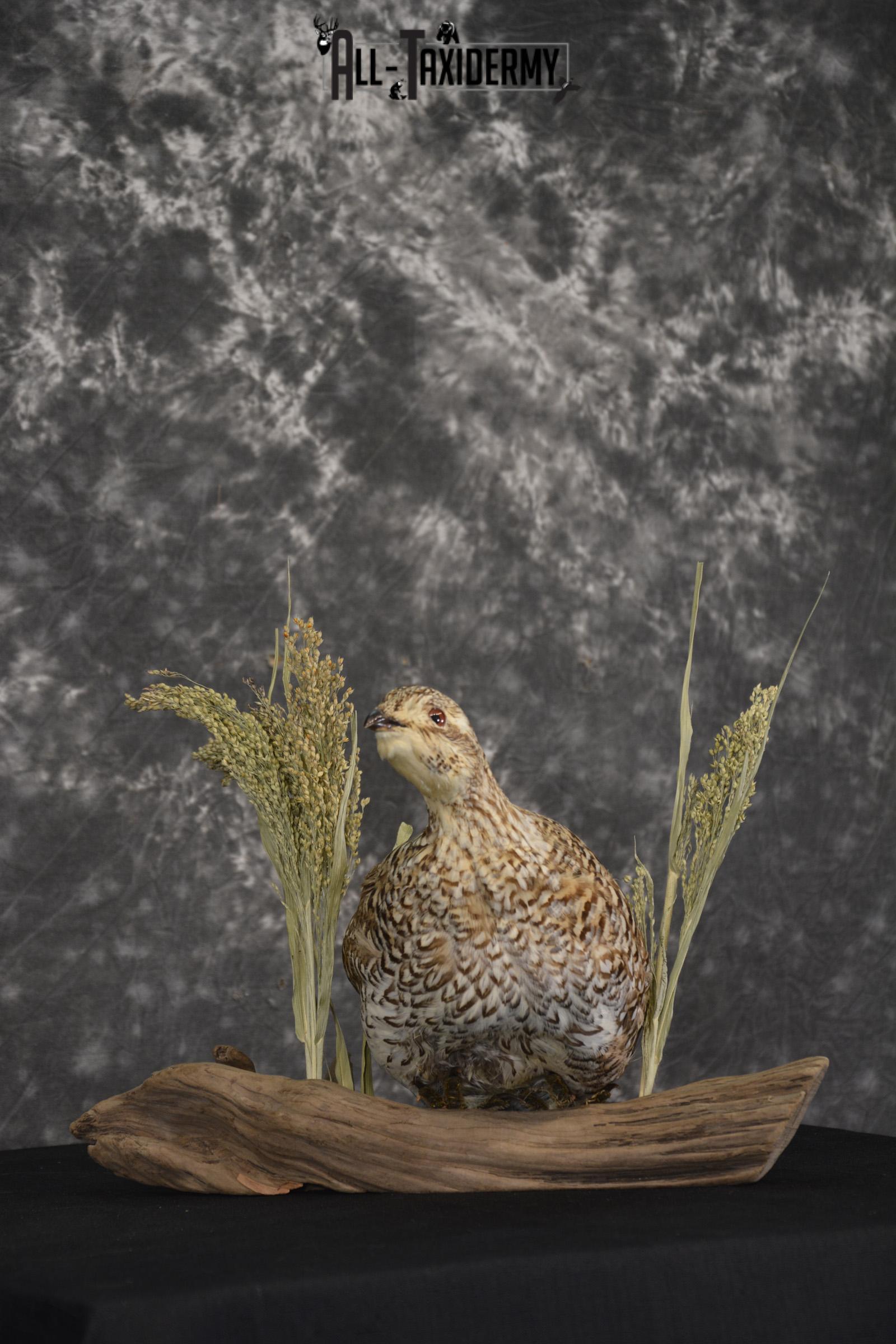 Sharp tailed grouse taxidermy mount for sale SKU 2112.2 - Image 5