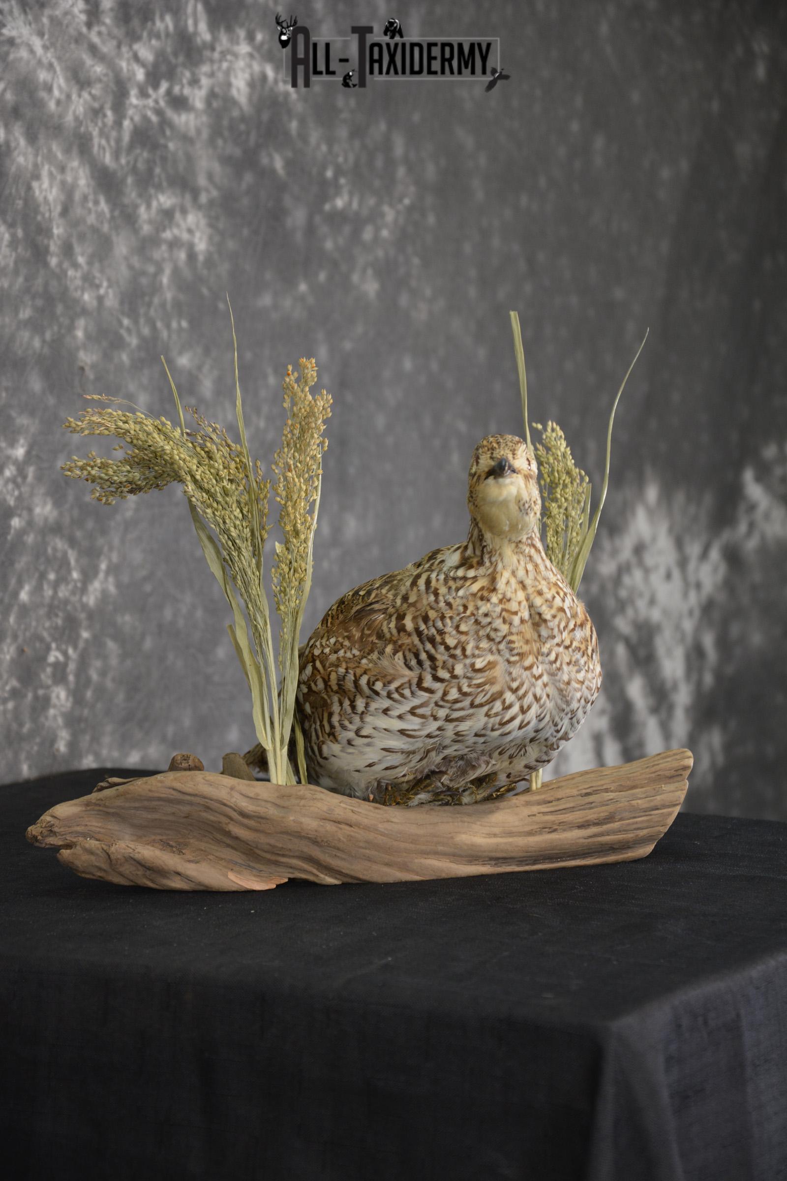 Sharp tailed grouse taxidermy mount for sale SKU 2112.2 - Image 4
