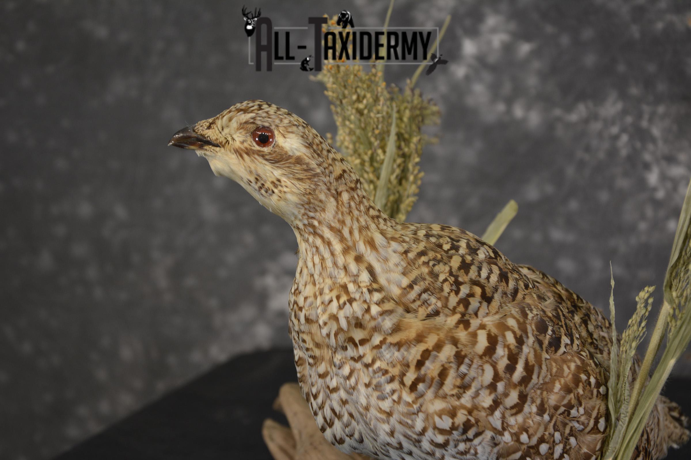 Sharp tailed grouse taxidermy mount for sale SKU 2112.2 - Image 3