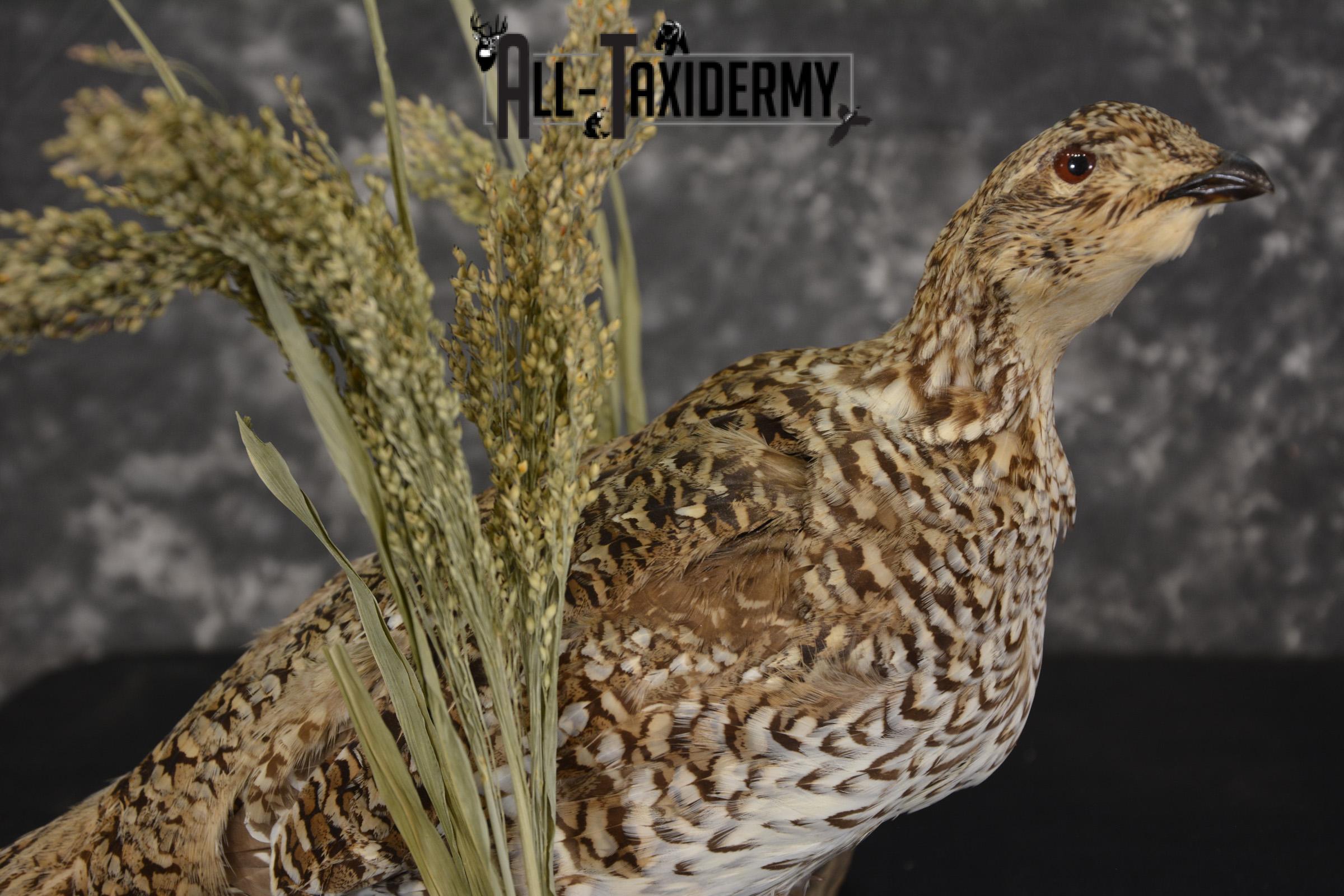 Sharp tailed grouse taxidermy mount for sale SKU 2112.2 - Image 2