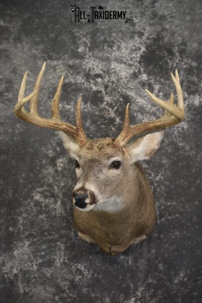 10 Point Whitetail deer taxidermy shoulder mount for sale SKU 2090