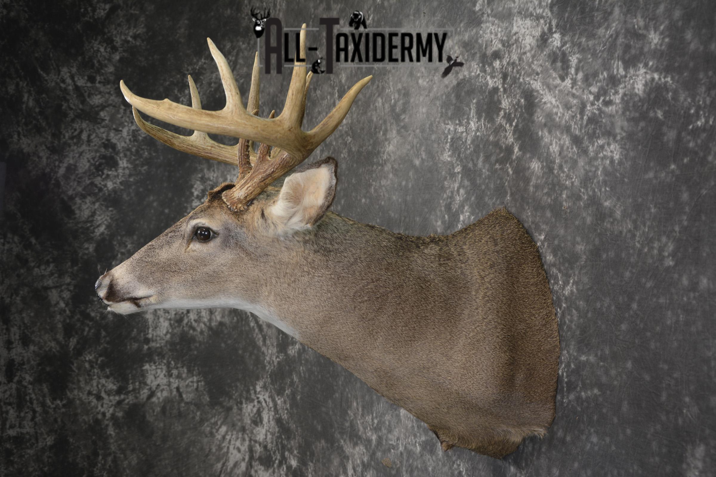 10 Point Whitetail deer taxidermy shoulder mount for sale SKU 2090 - Image 7