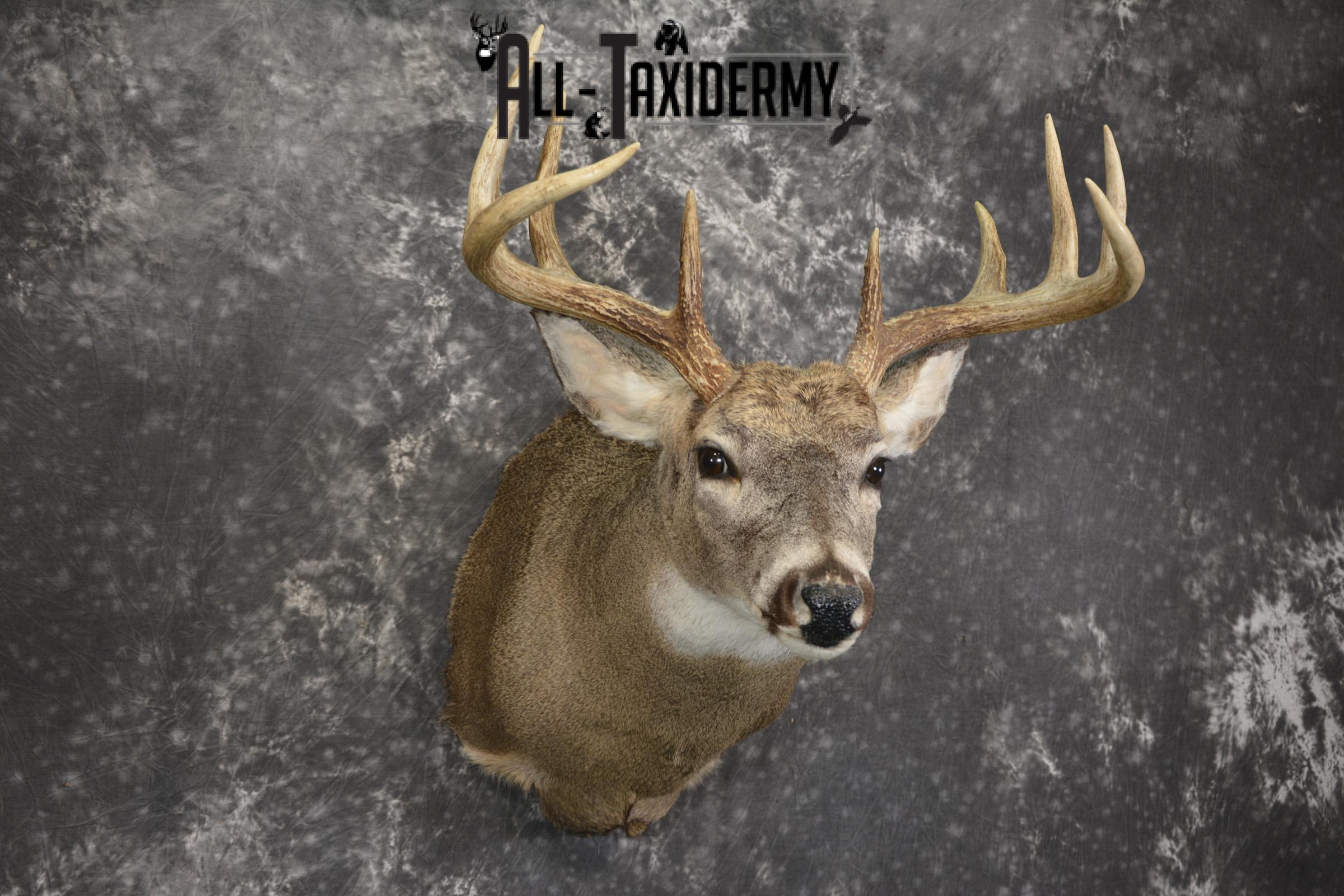 10 Point Whitetail deer taxidermy shoulder mount for sale SKU 2090 - Image 6