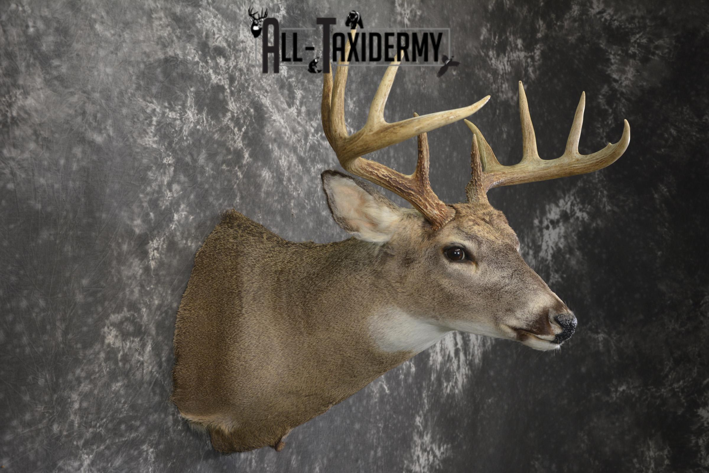10 Point Whitetail deer taxidermy shoulder mount for sale SKU 2090 - Image 5