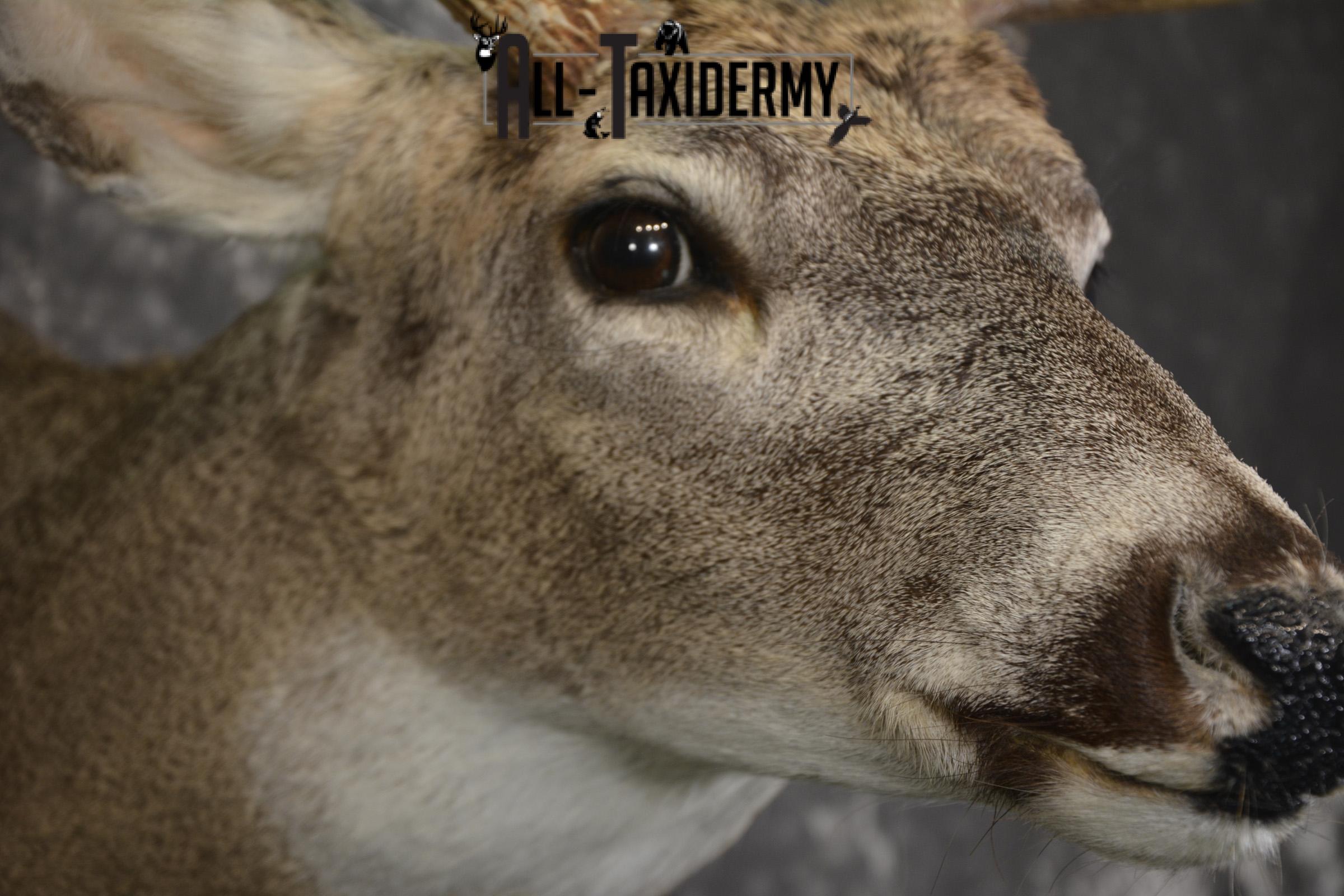 10 Point Whitetail deer taxidermy shoulder mount for sale SKU 2090 - Image 4