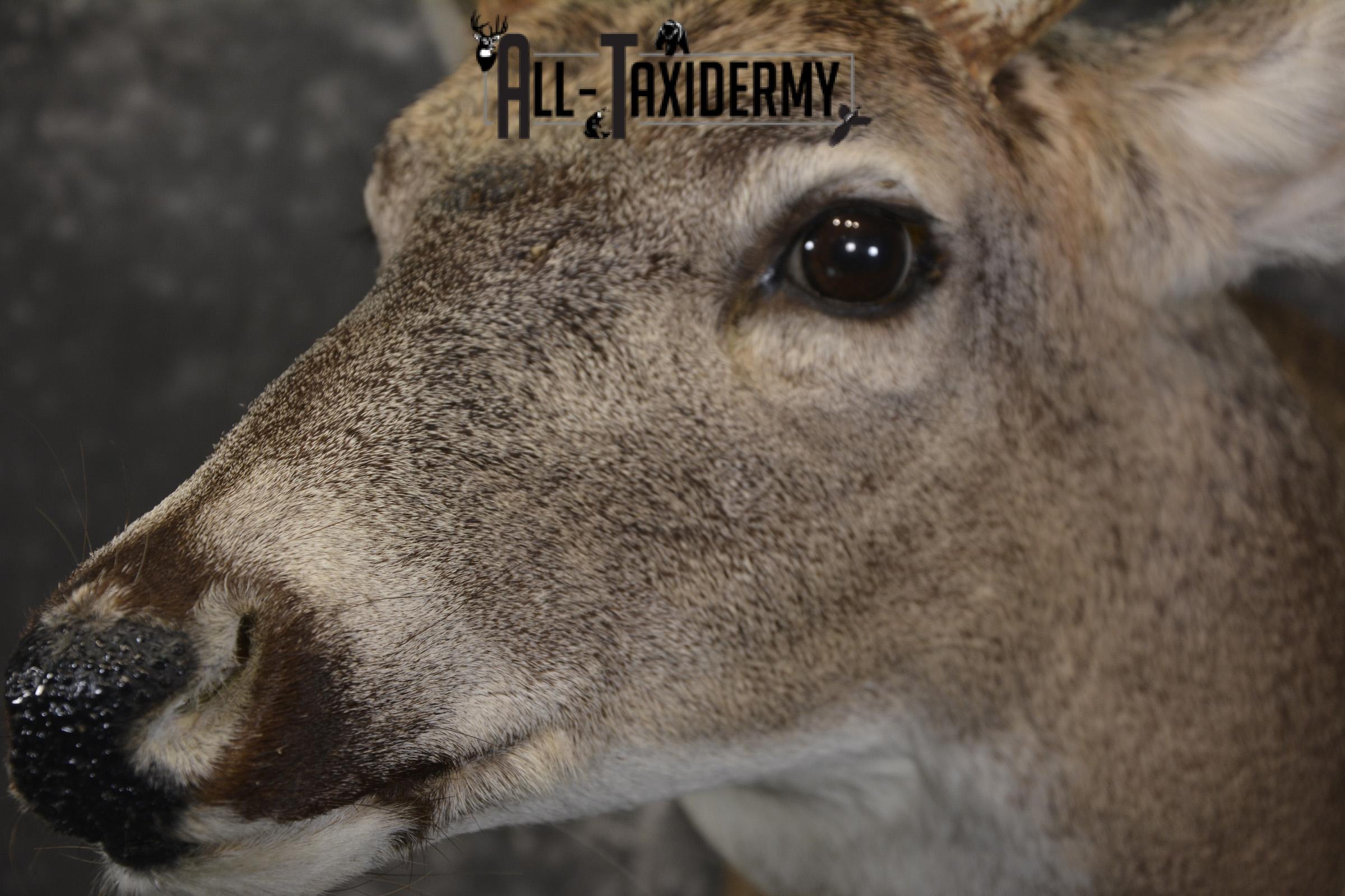 10 Point Whitetail deer taxidermy shoulder mount for sale SKU 2090 - Image 3