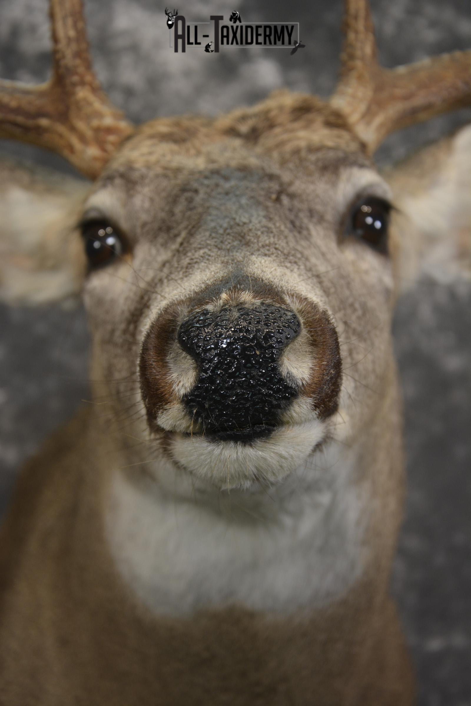 10 Point Whitetail deer taxidermy shoulder mount for sale SKU 2090 - Image 2