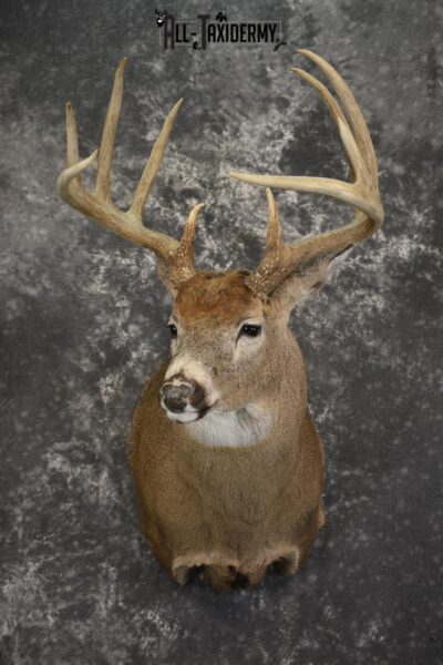 10 Point Whitetail taxidermy shoulder mount for sale SKU 2103