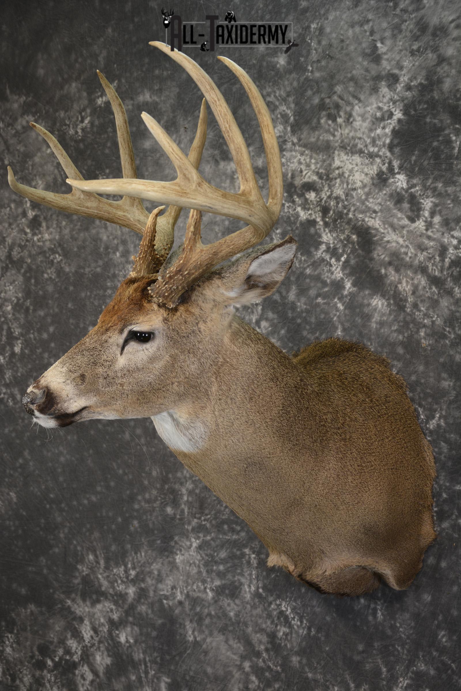 10 Point Whitetail taxidermy shoulder mount for sale SKU 2103 - Image 8