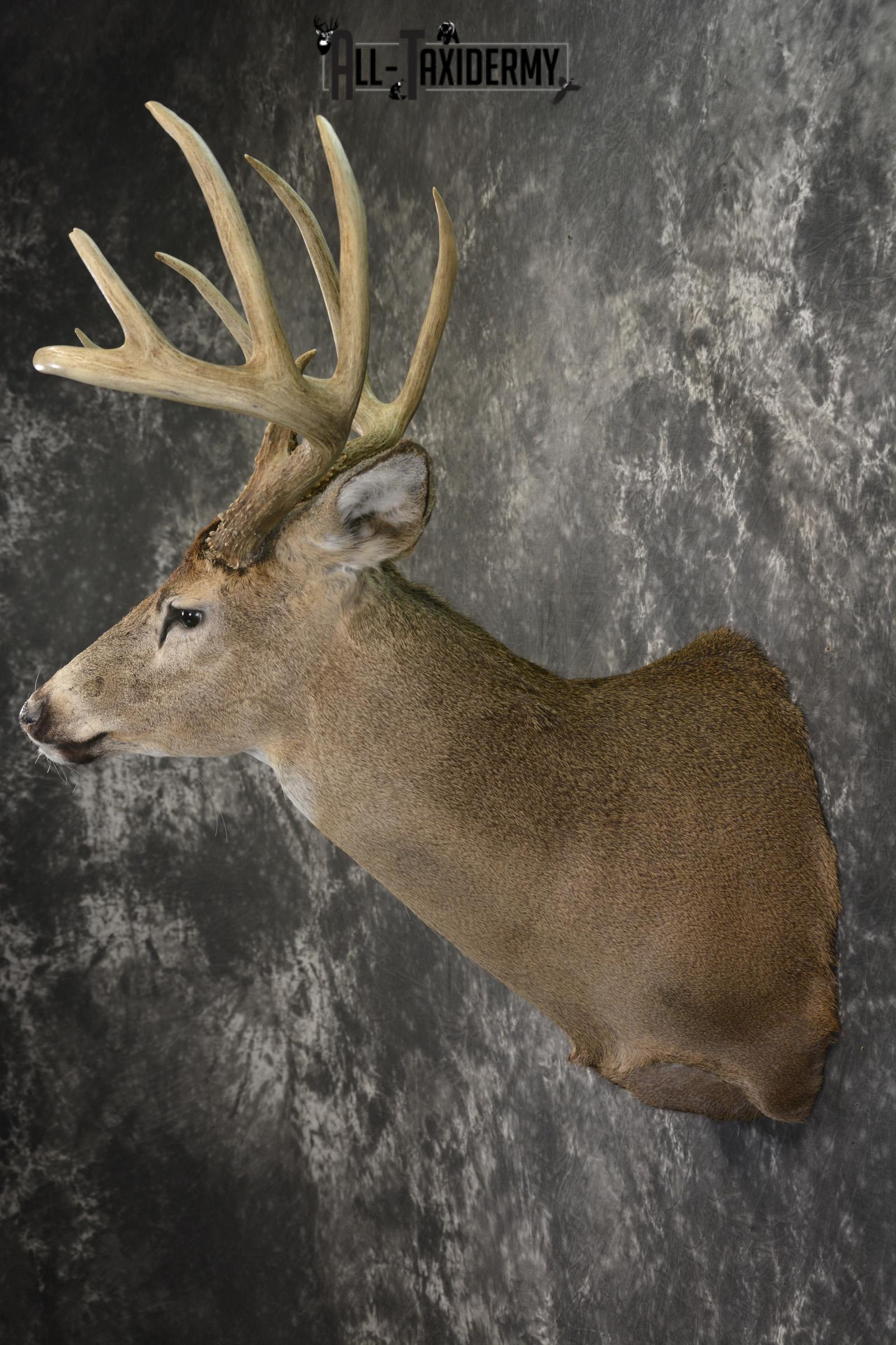 10 Point Whitetail taxidermy shoulder mount for sale SKU 2103 - Image 7