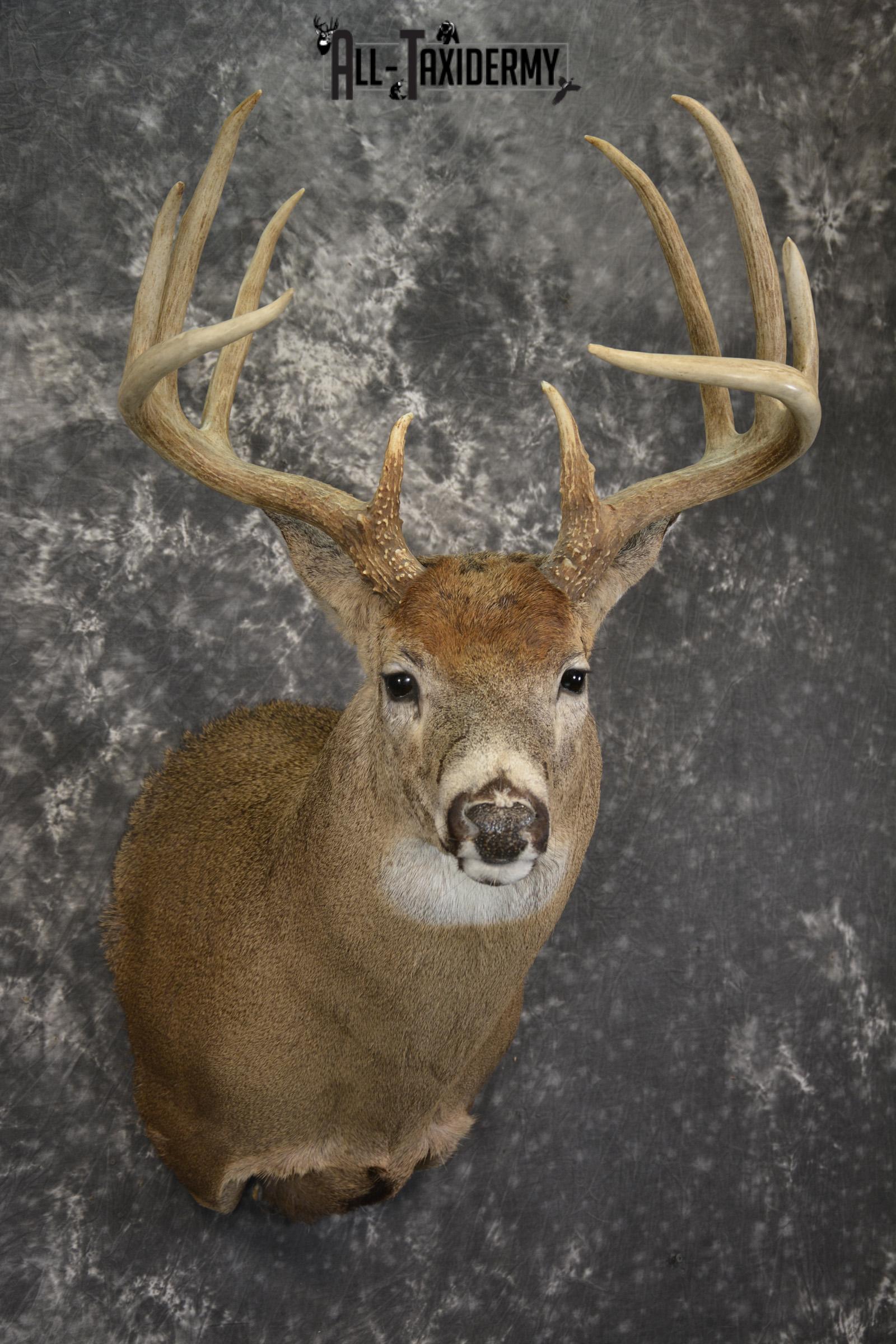 10 Point Whitetail taxidermy shoulder mount for sale SKU 2103 - Image 6