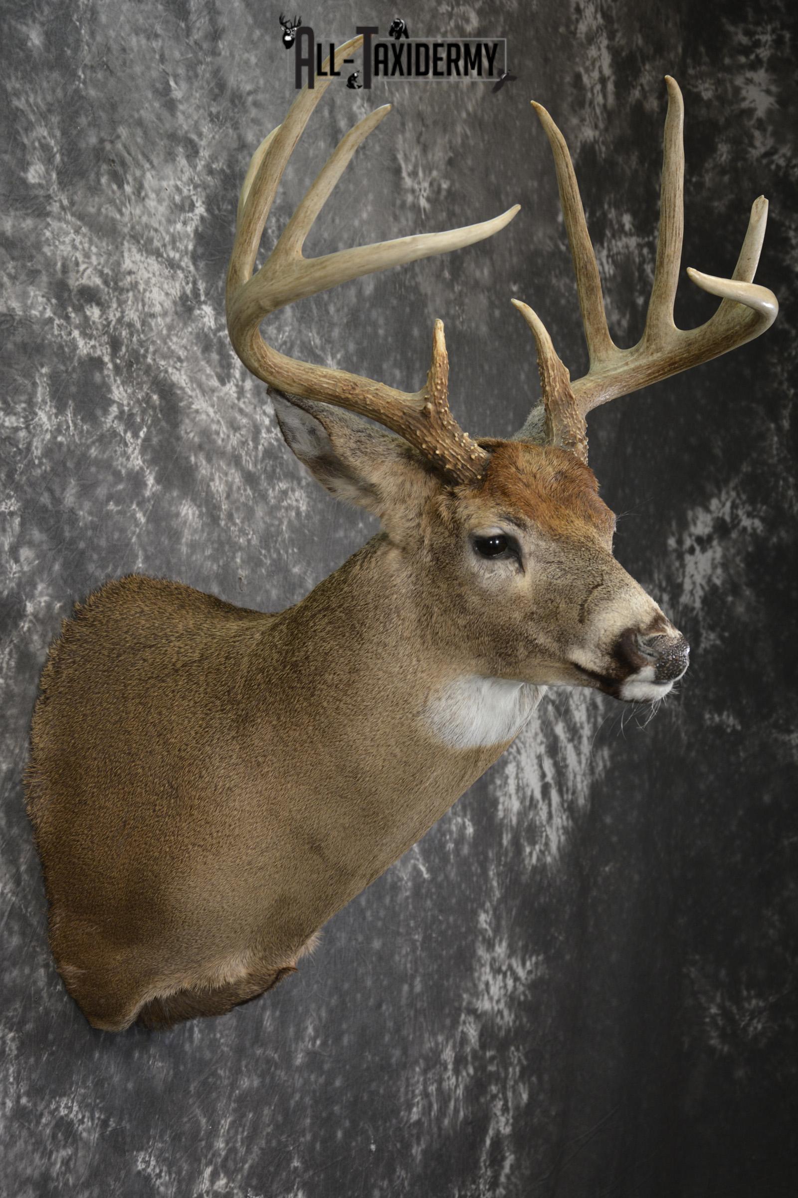 10 Point Whitetail taxidermy shoulder mount for sale SKU 2103 - Image 5