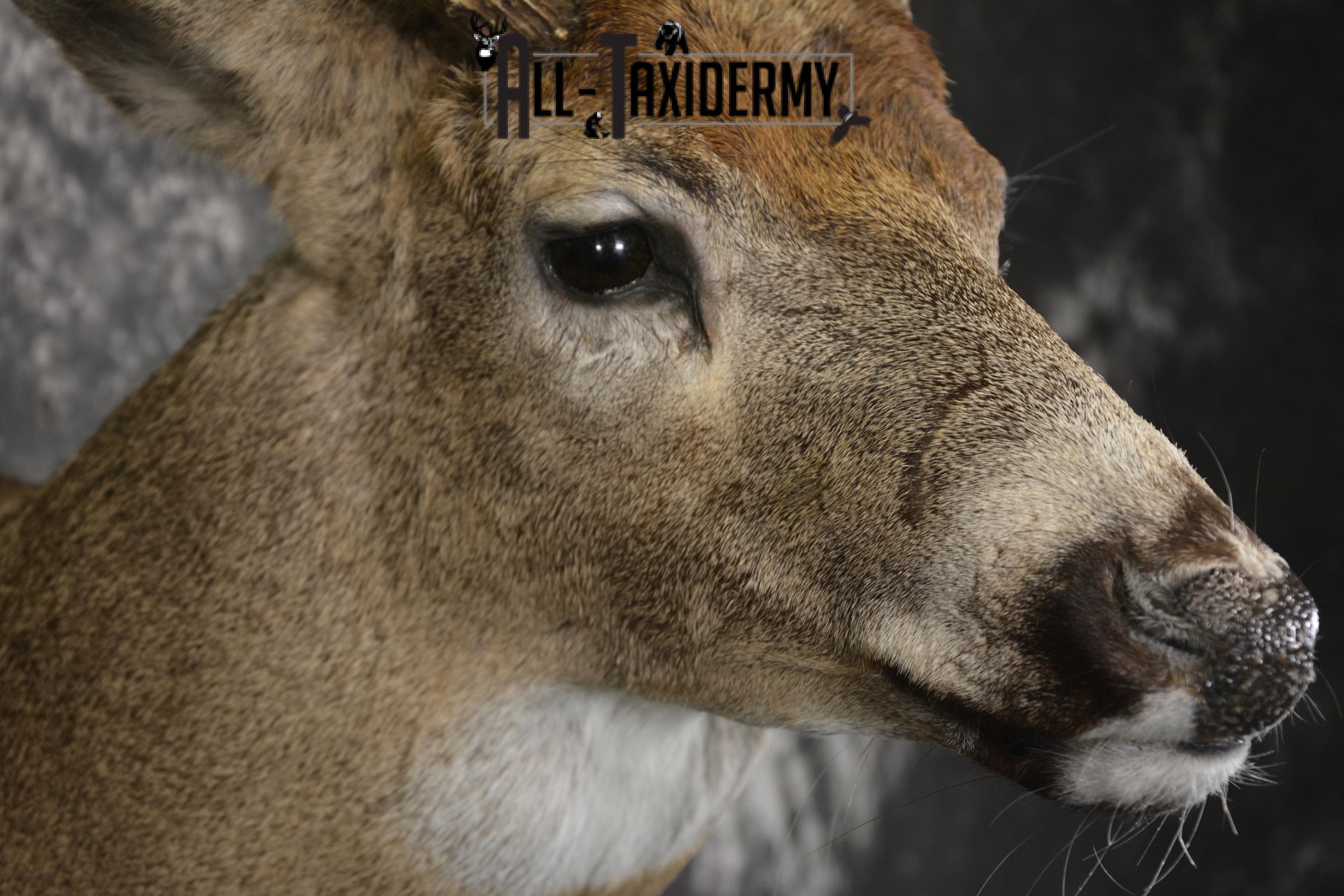 10 Point Whitetail taxidermy shoulder mount for sale SKU 2103 - Image 4